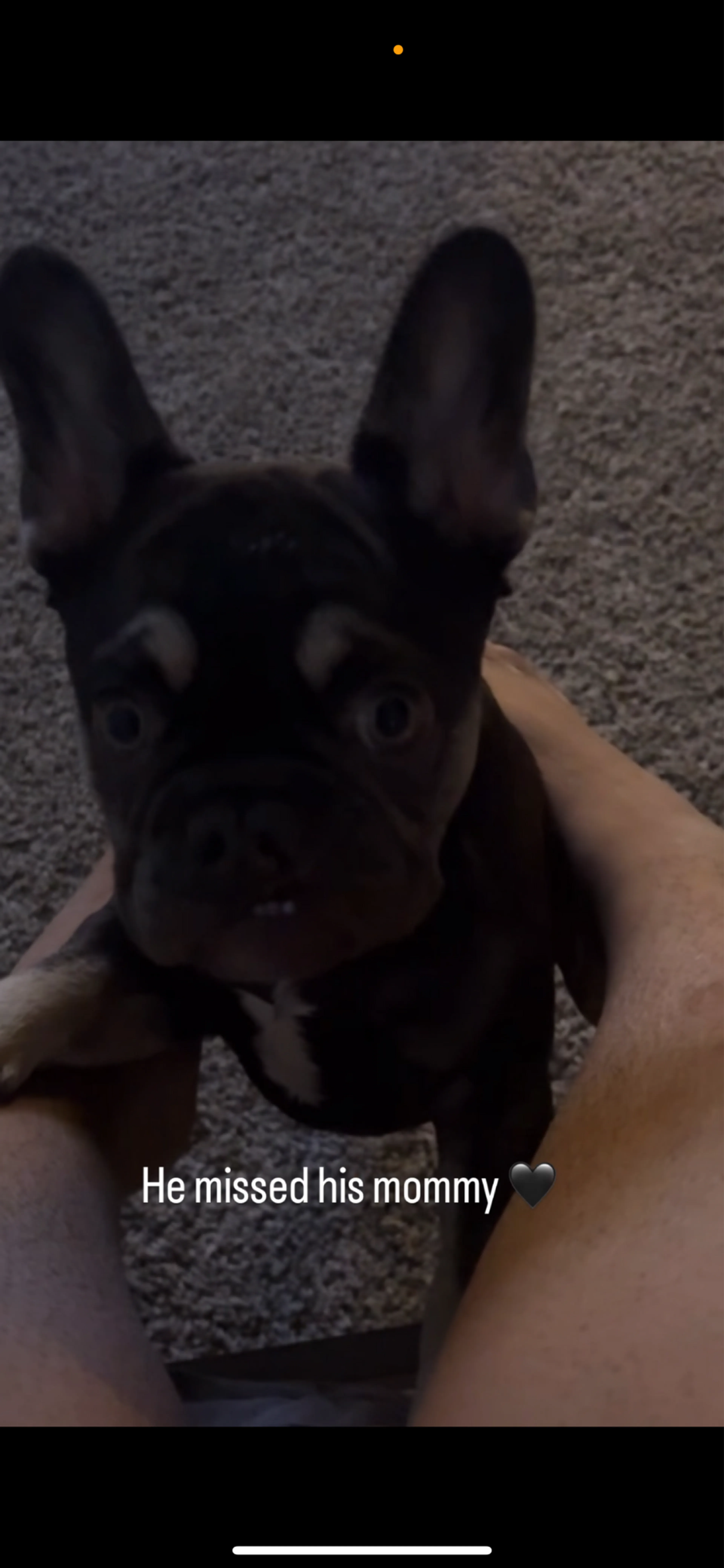 Lost pet