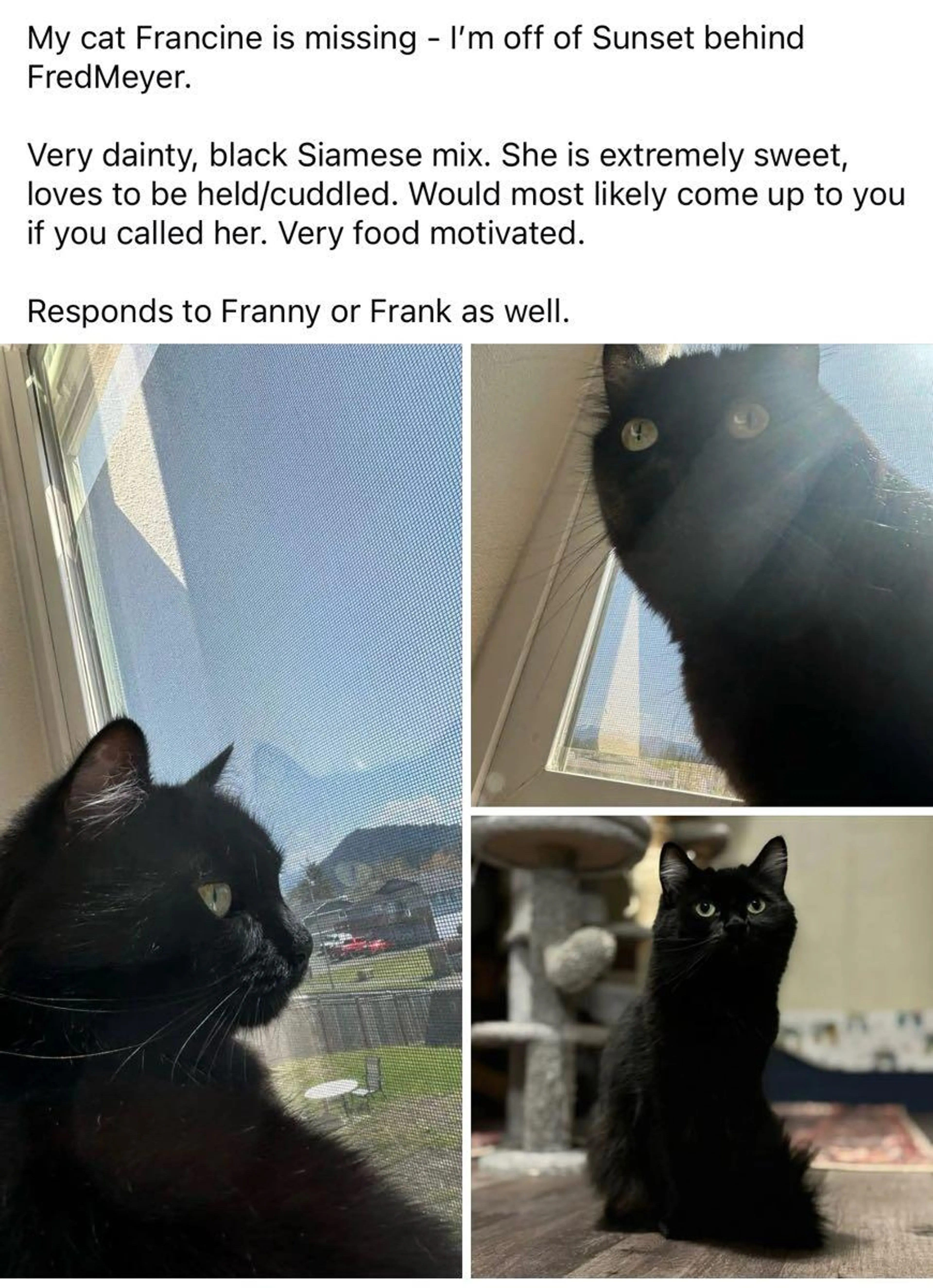 Lost pet
