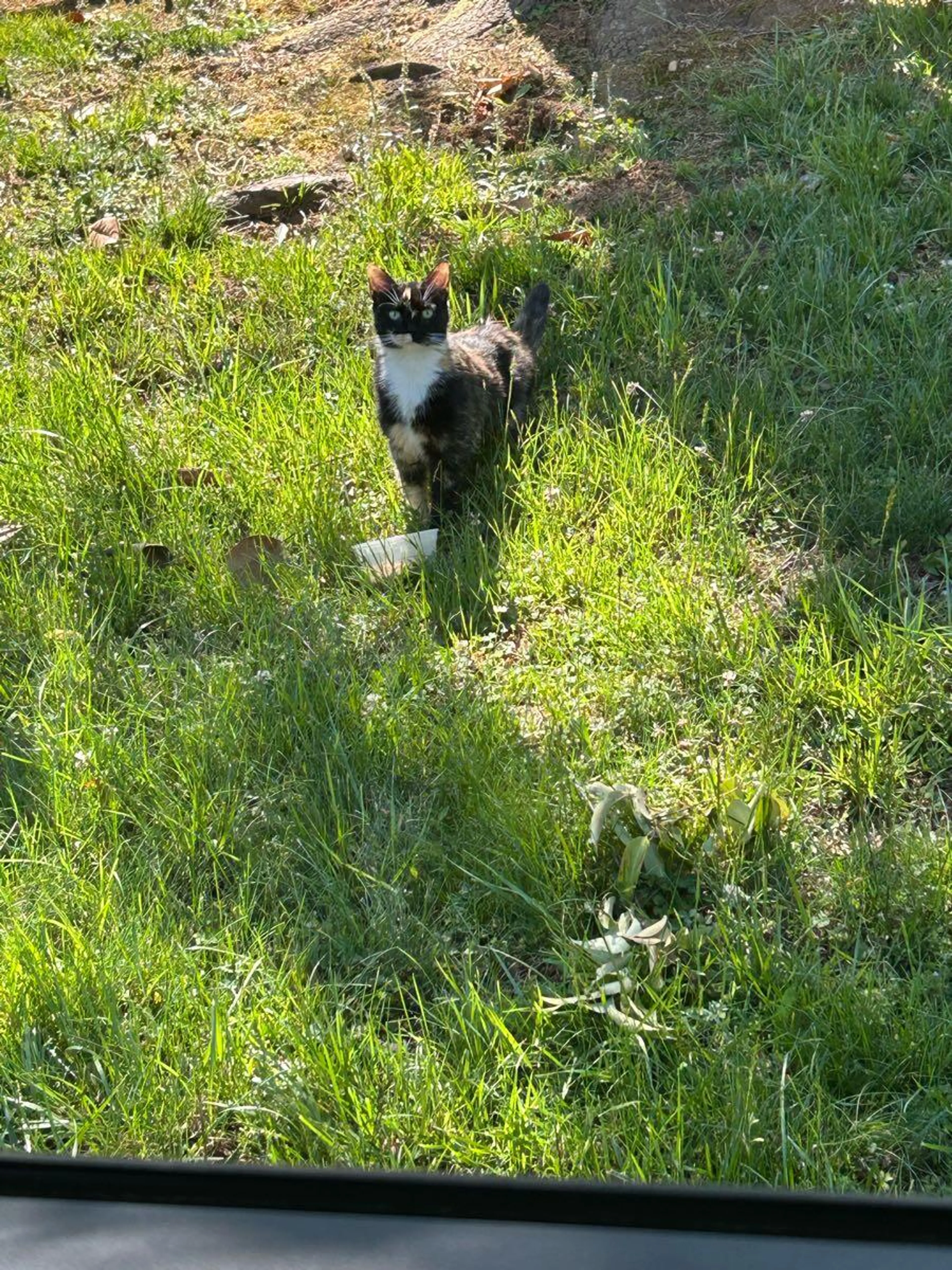 Found pet