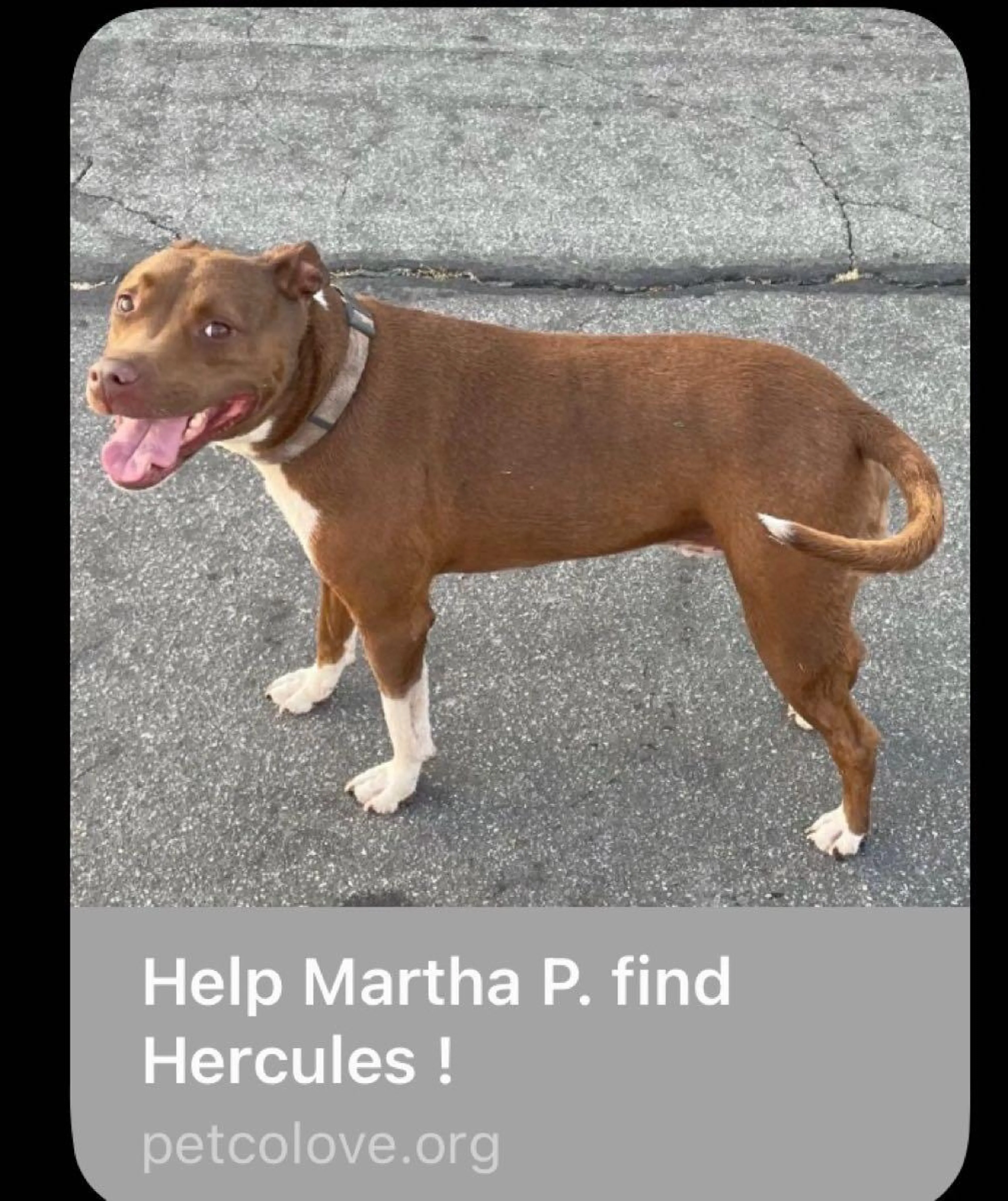 Lost pet