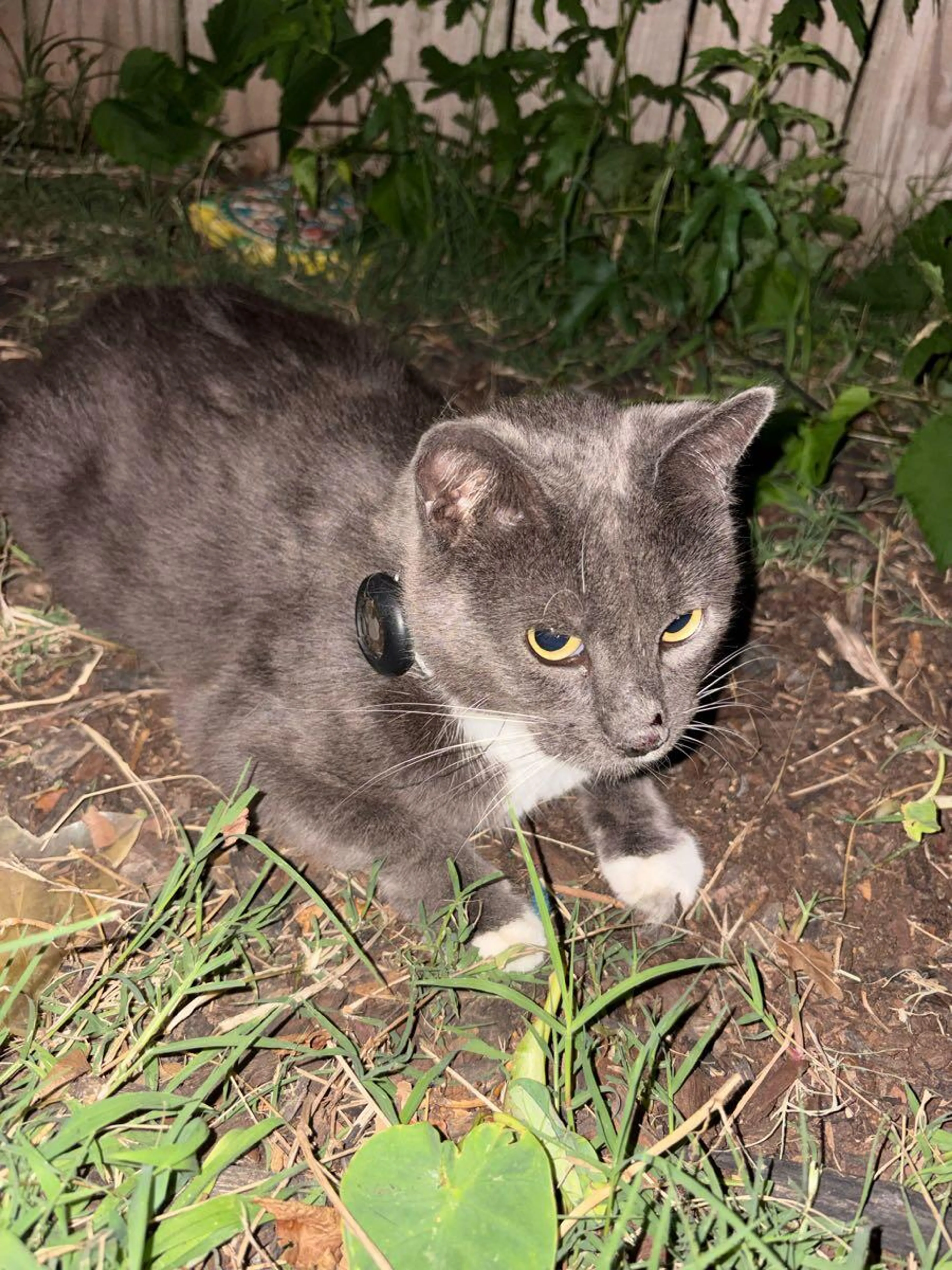 Found pet