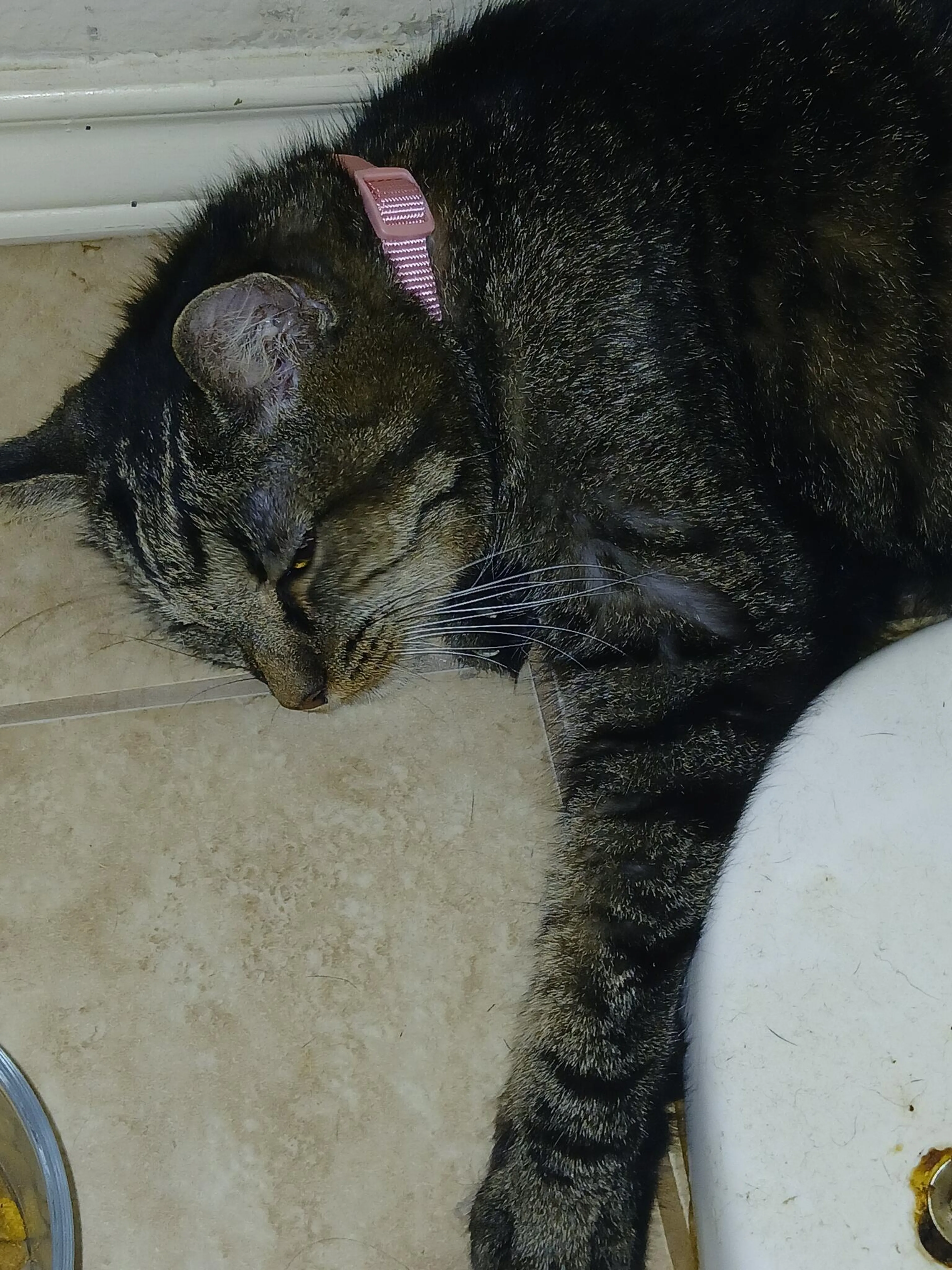 Found pet