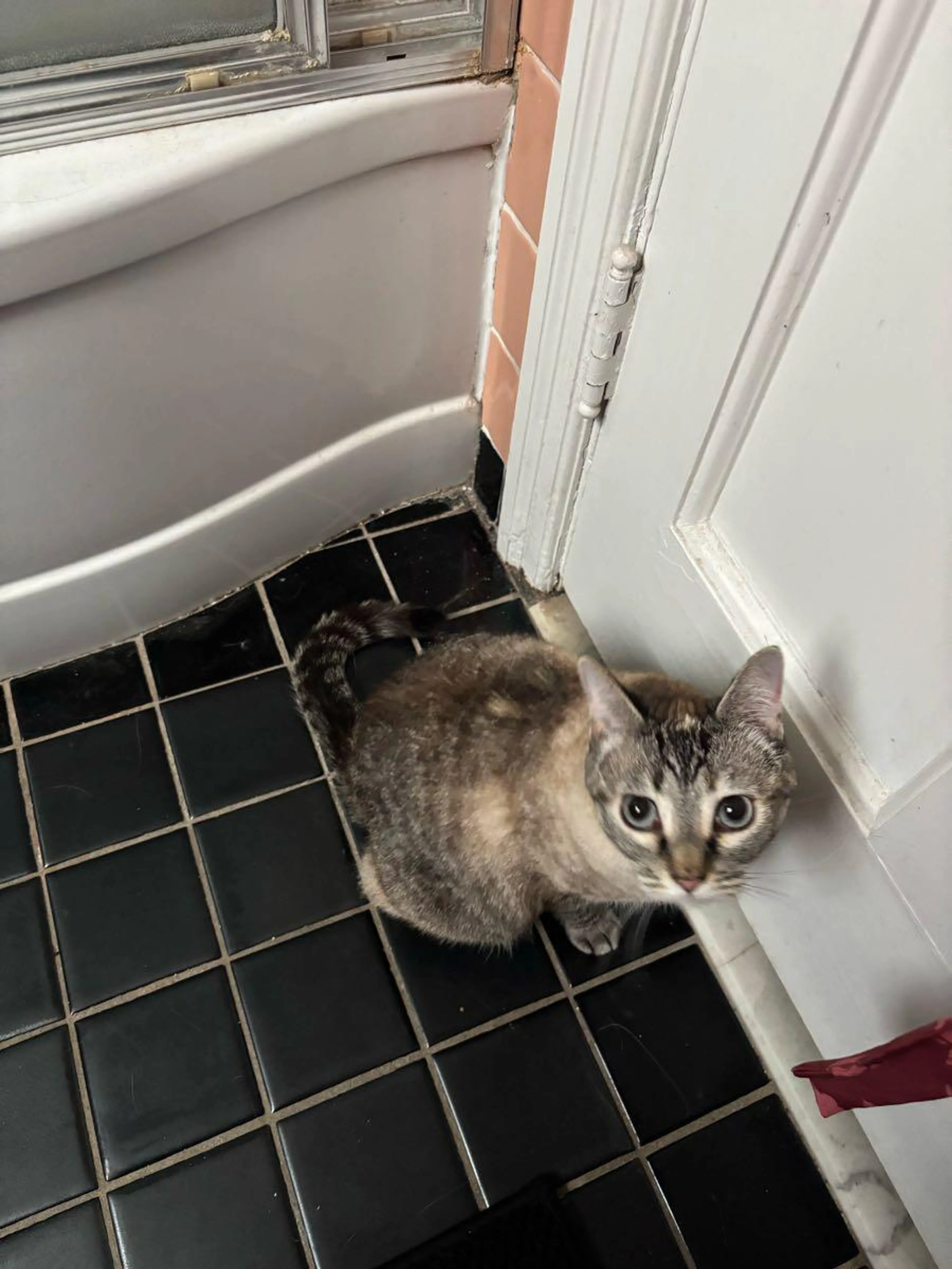 Found pet