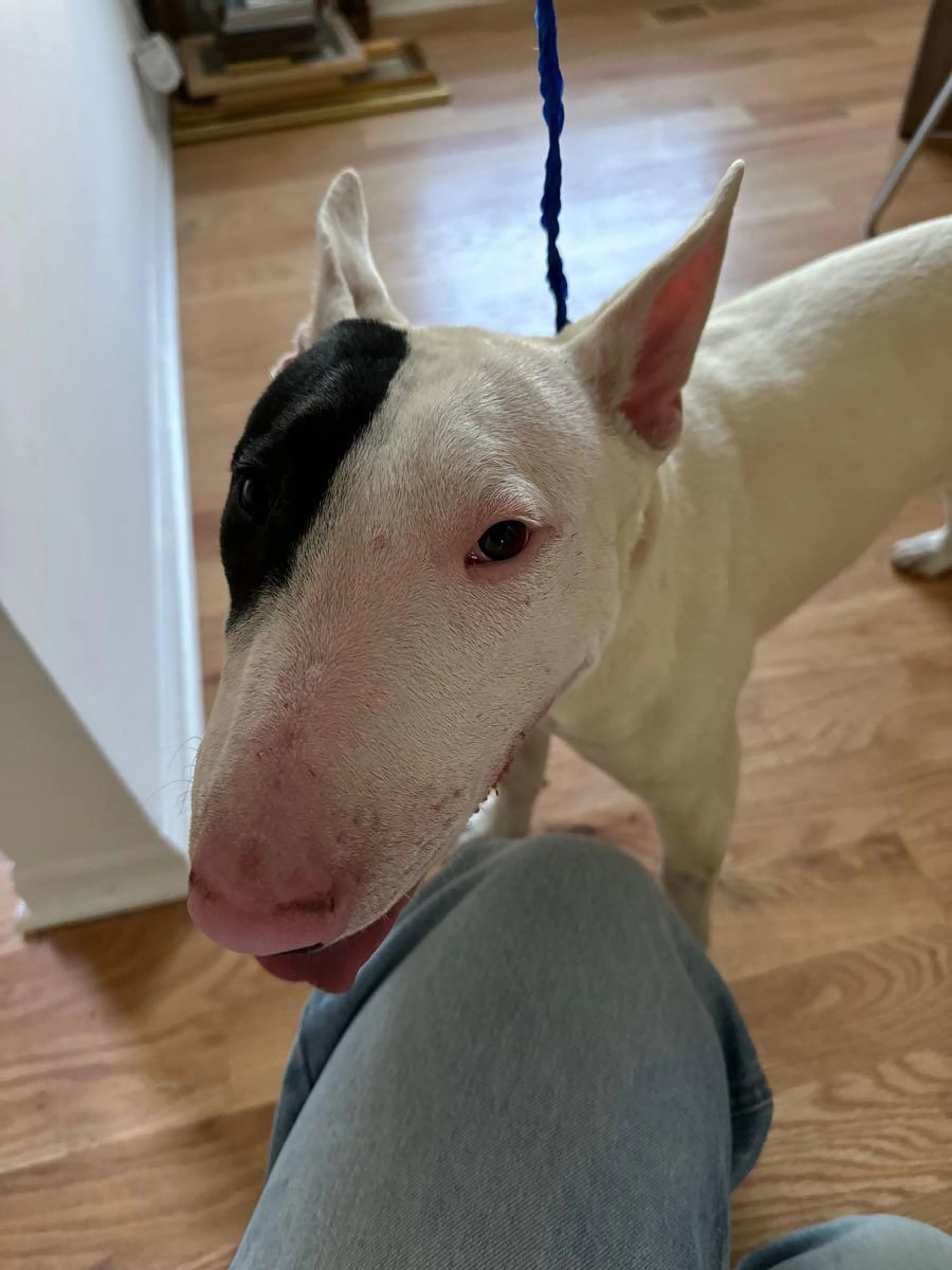 Found pet