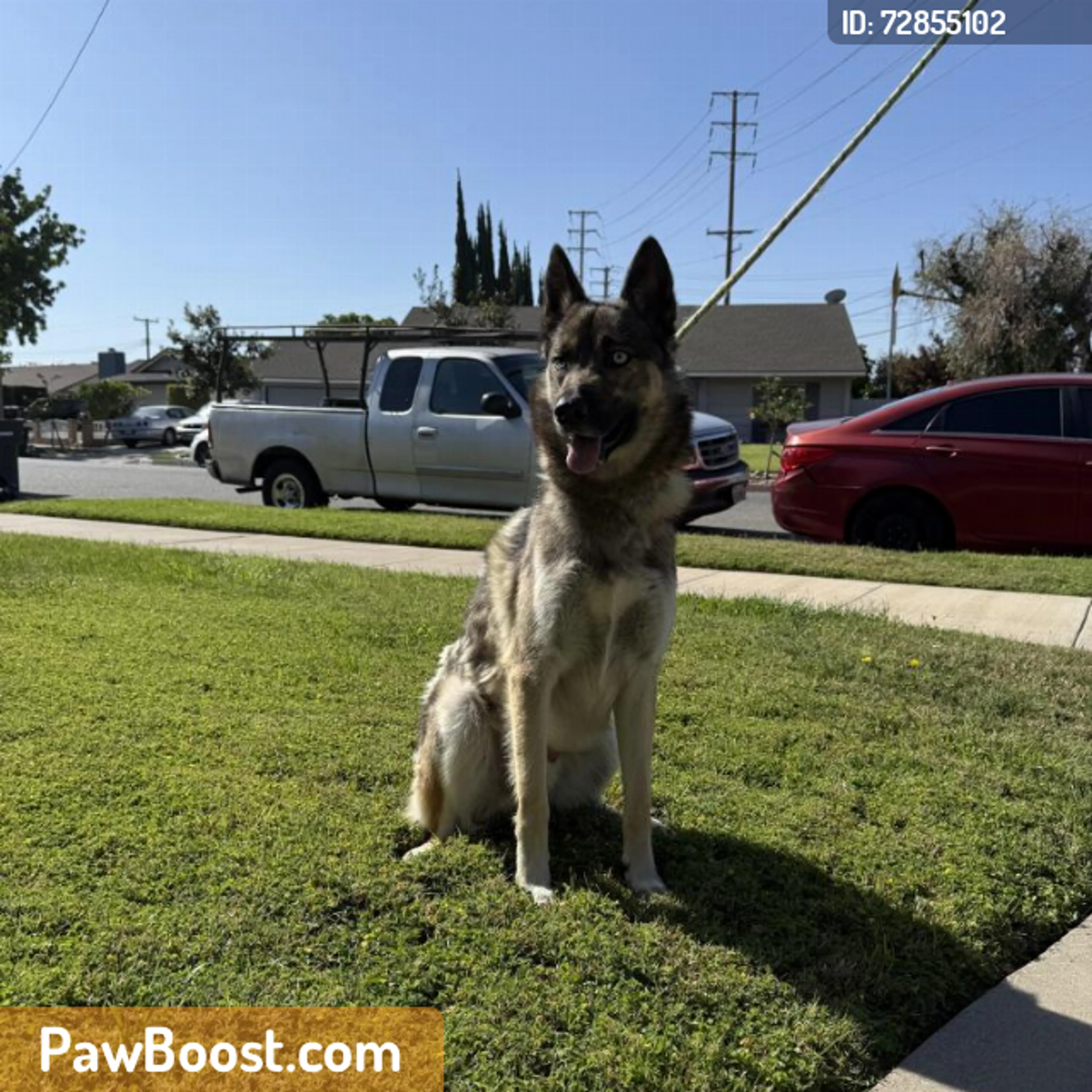 Found pet
