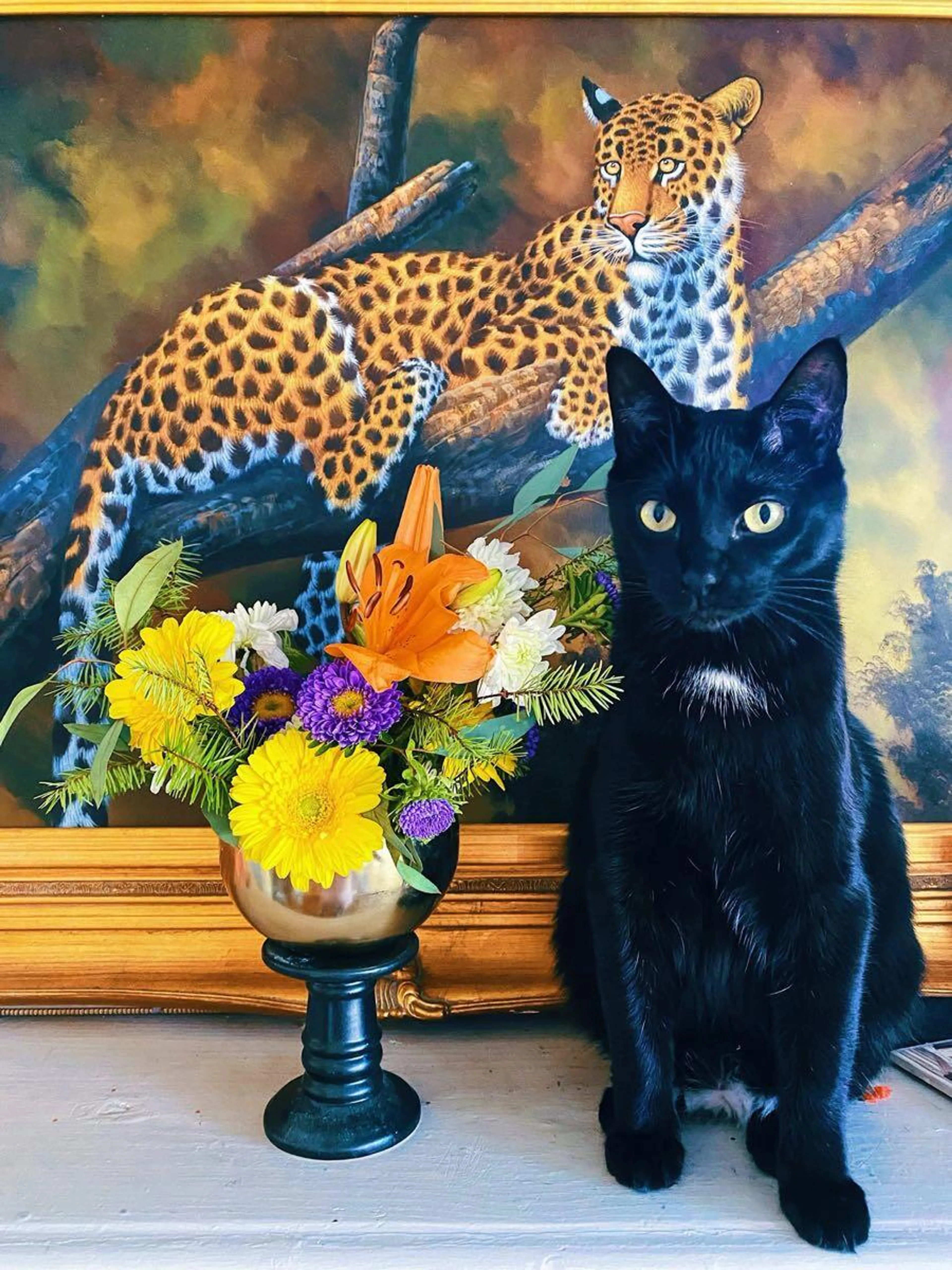 Lost pet