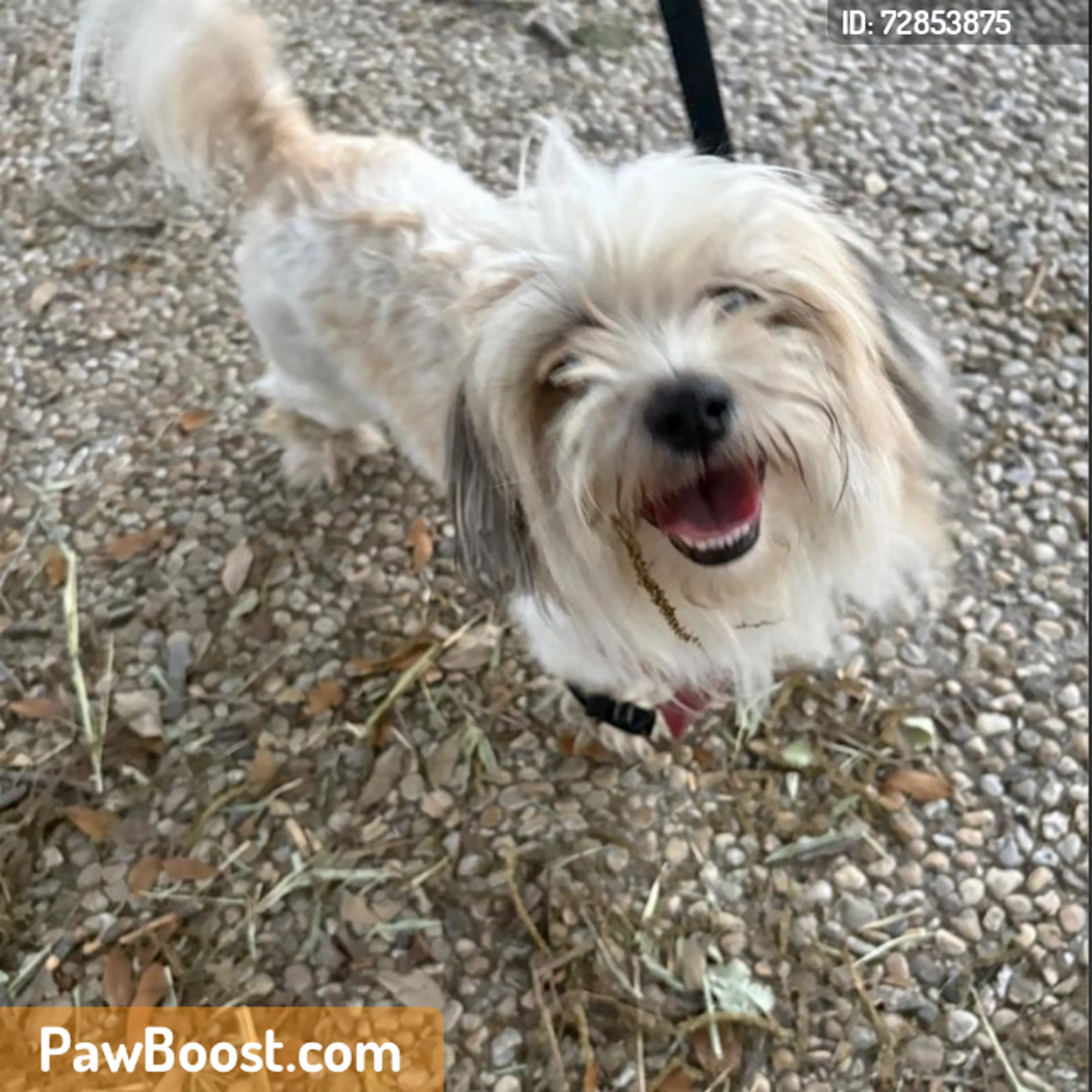 Found pet