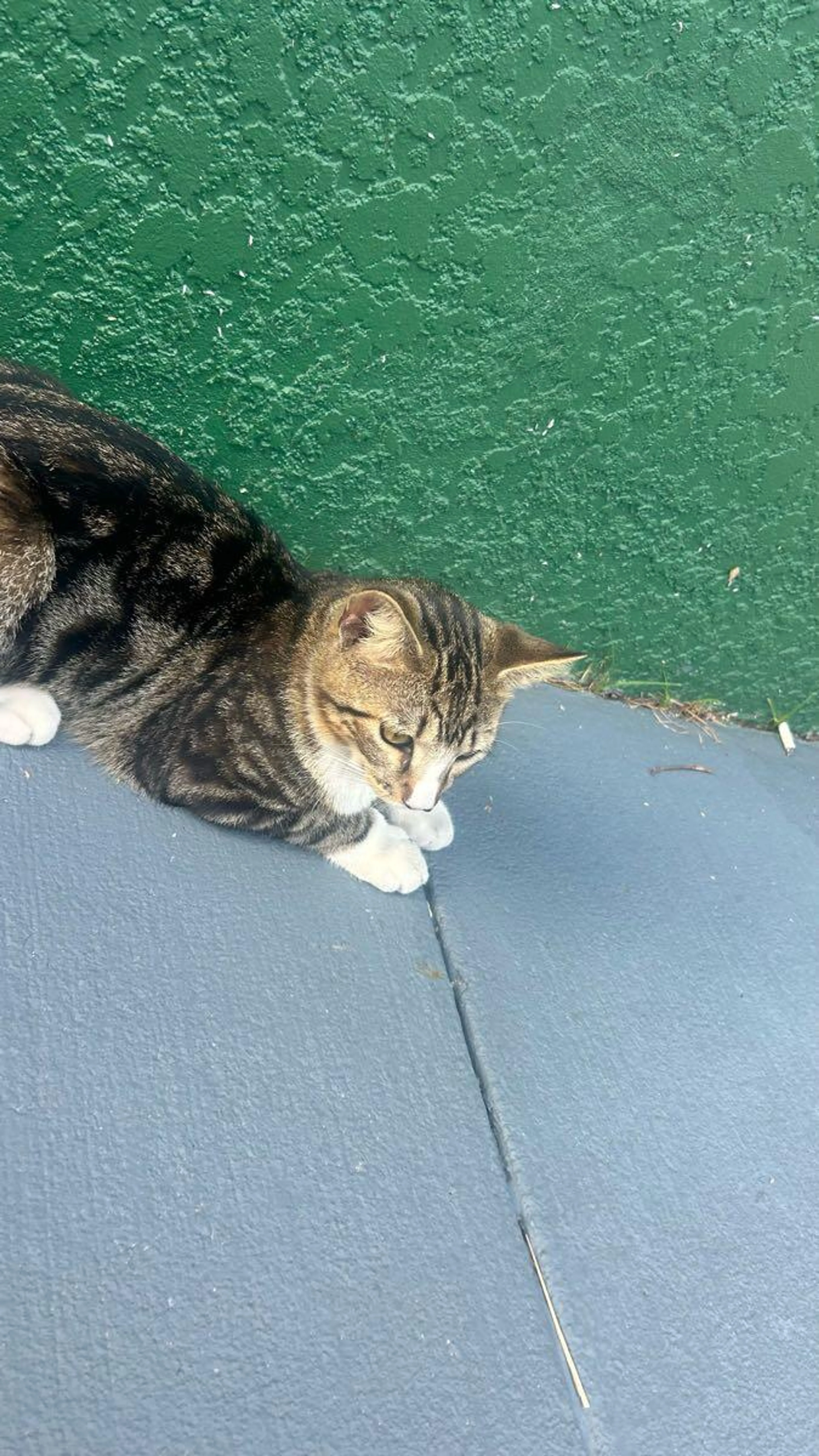 Lost pet