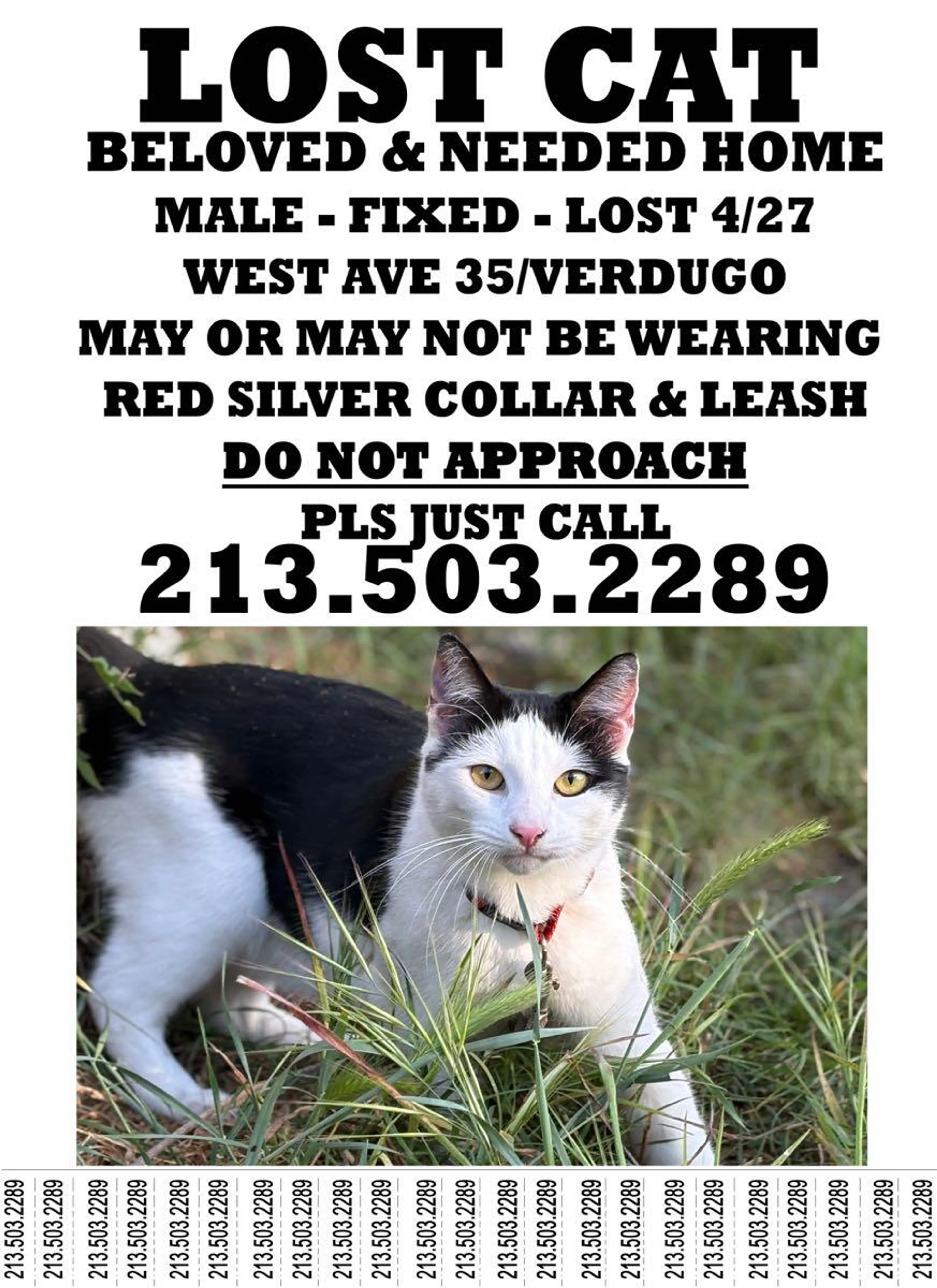 Lost pet