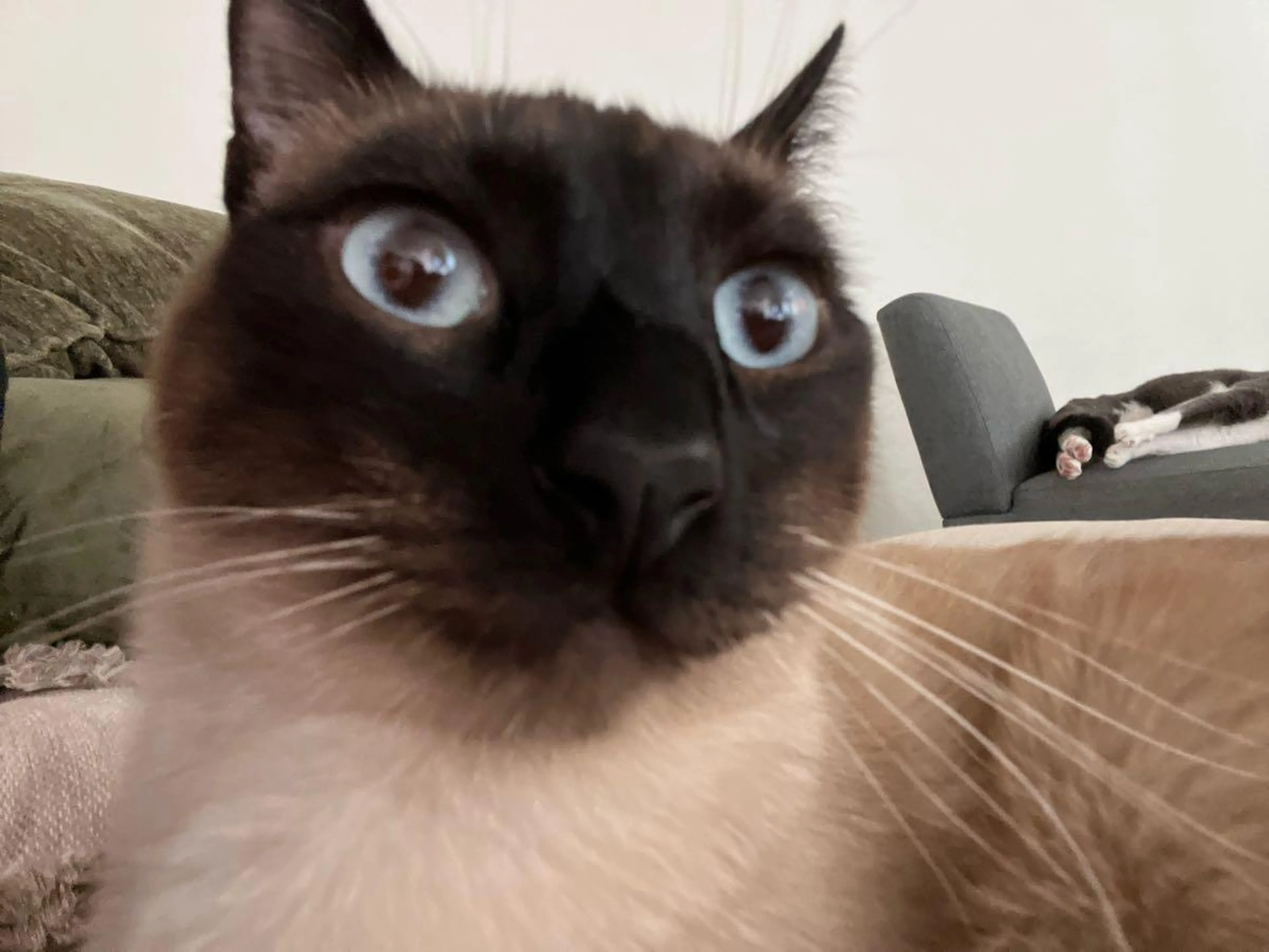Lost pet