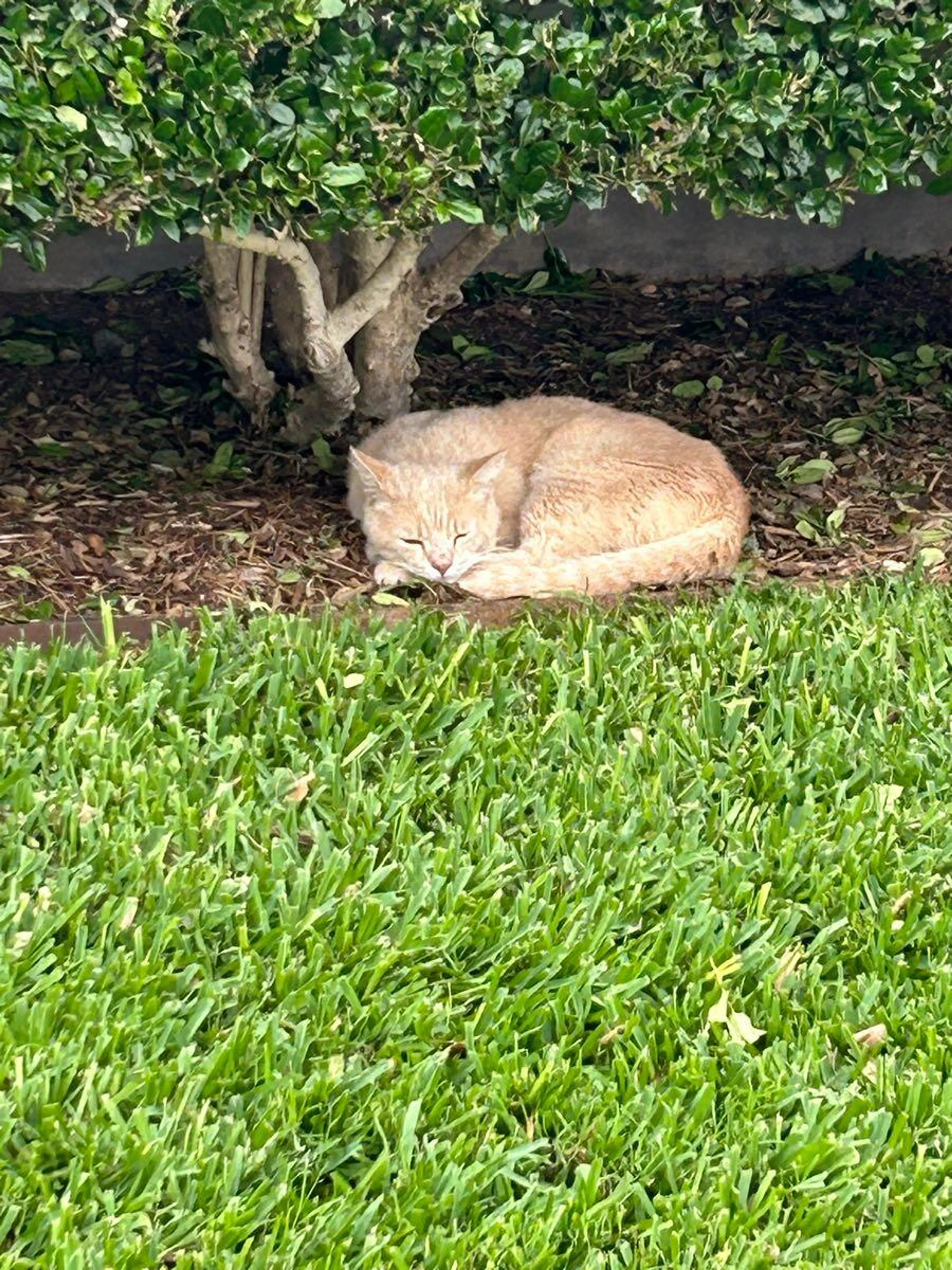 Found pet