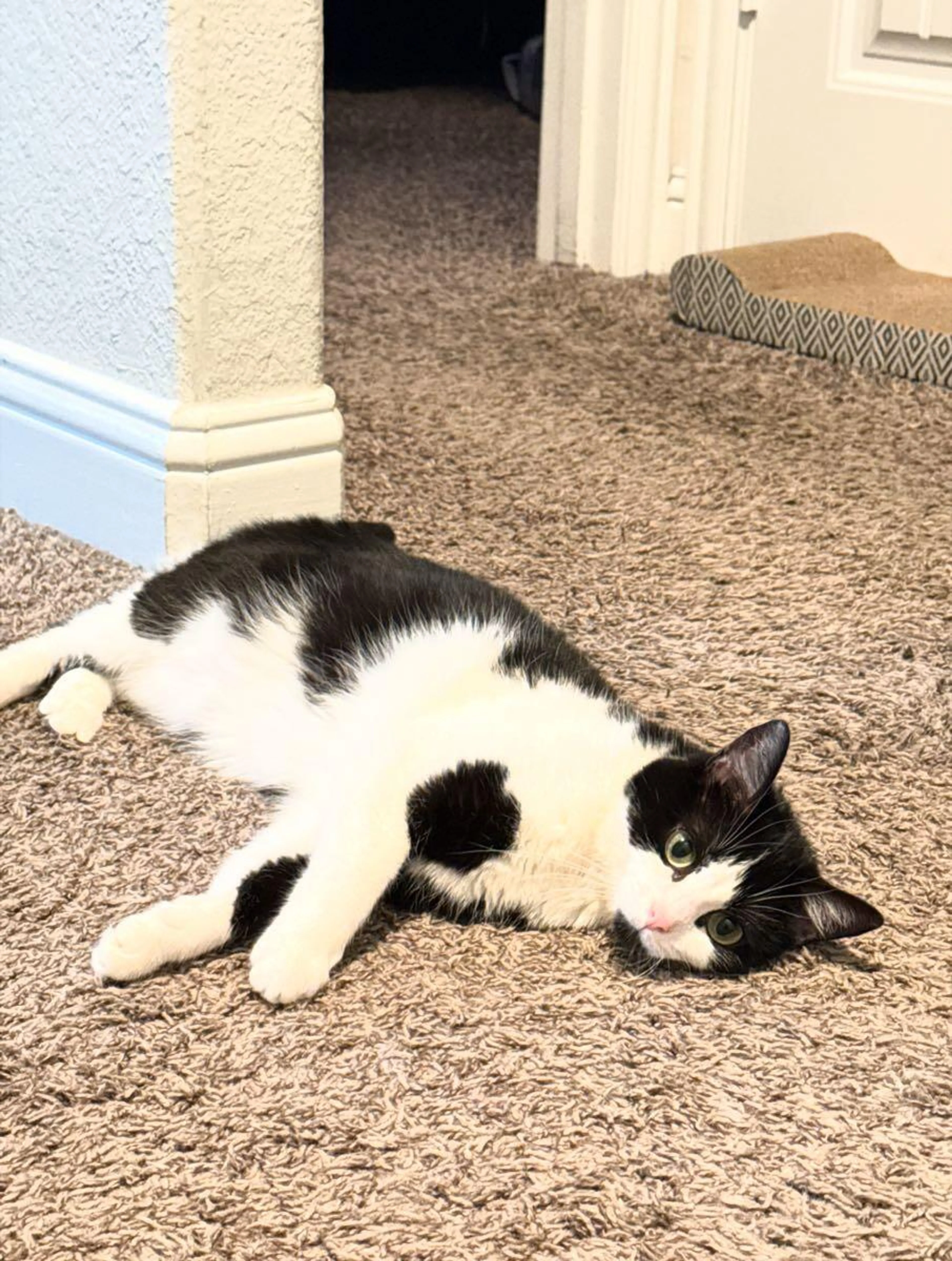 Lost pet