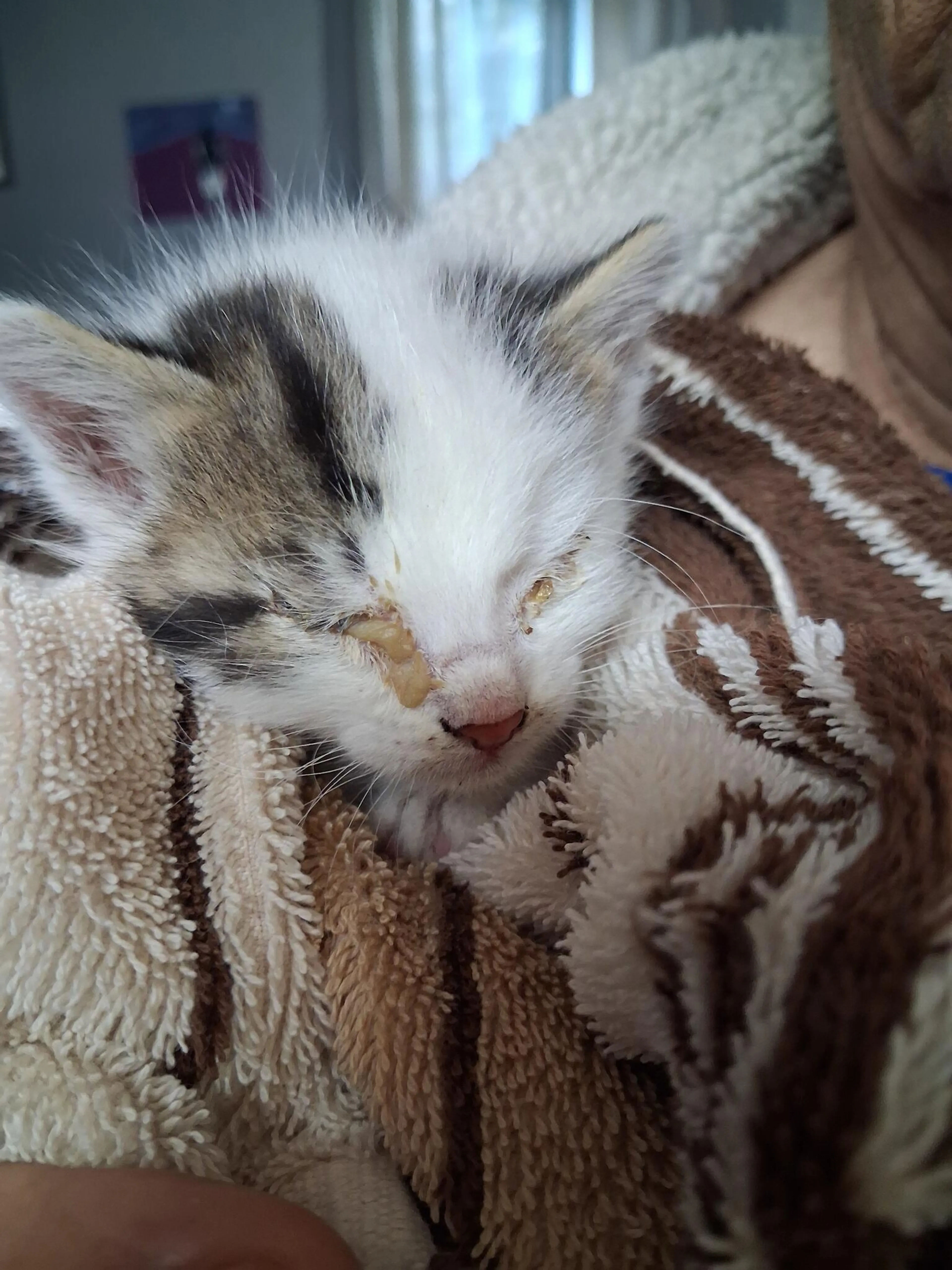 Found pet