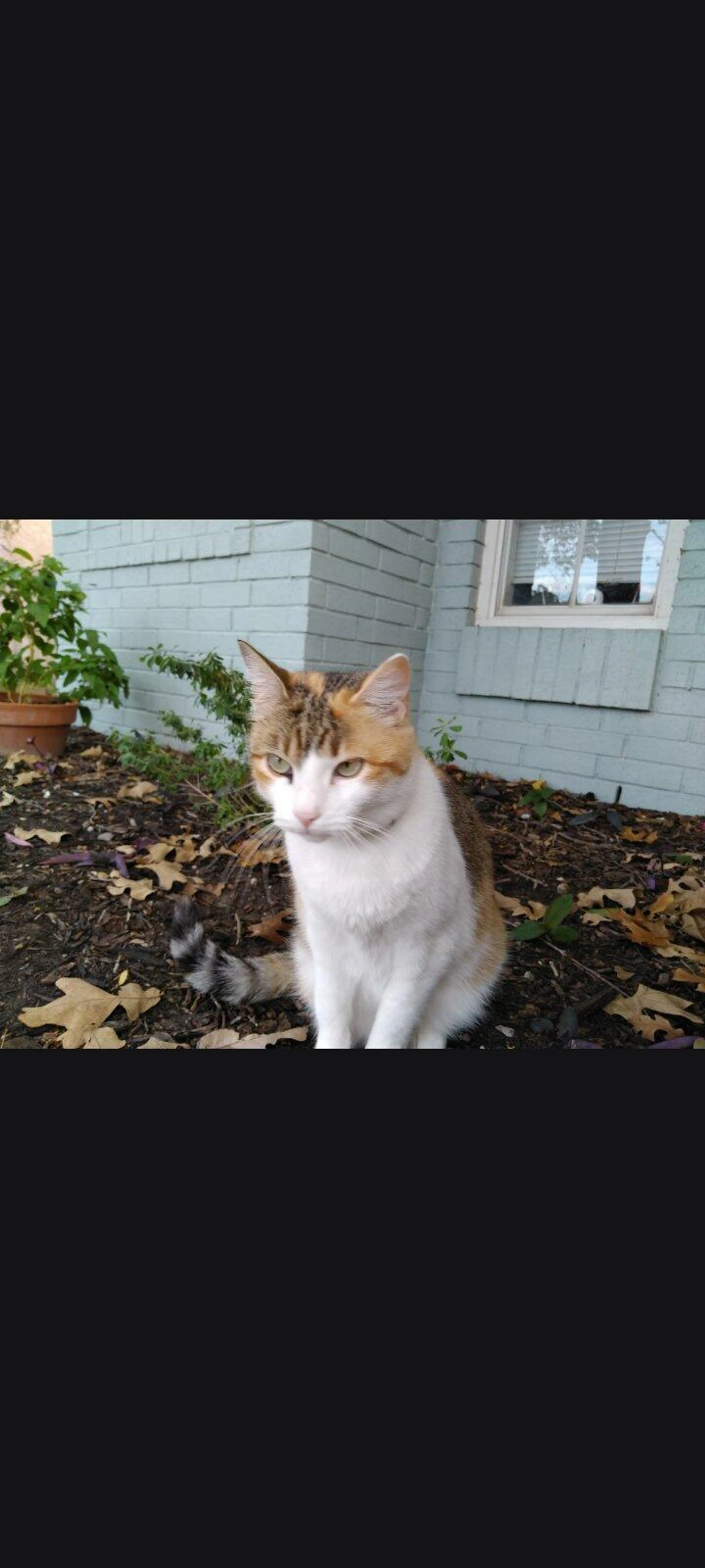 Lost pet