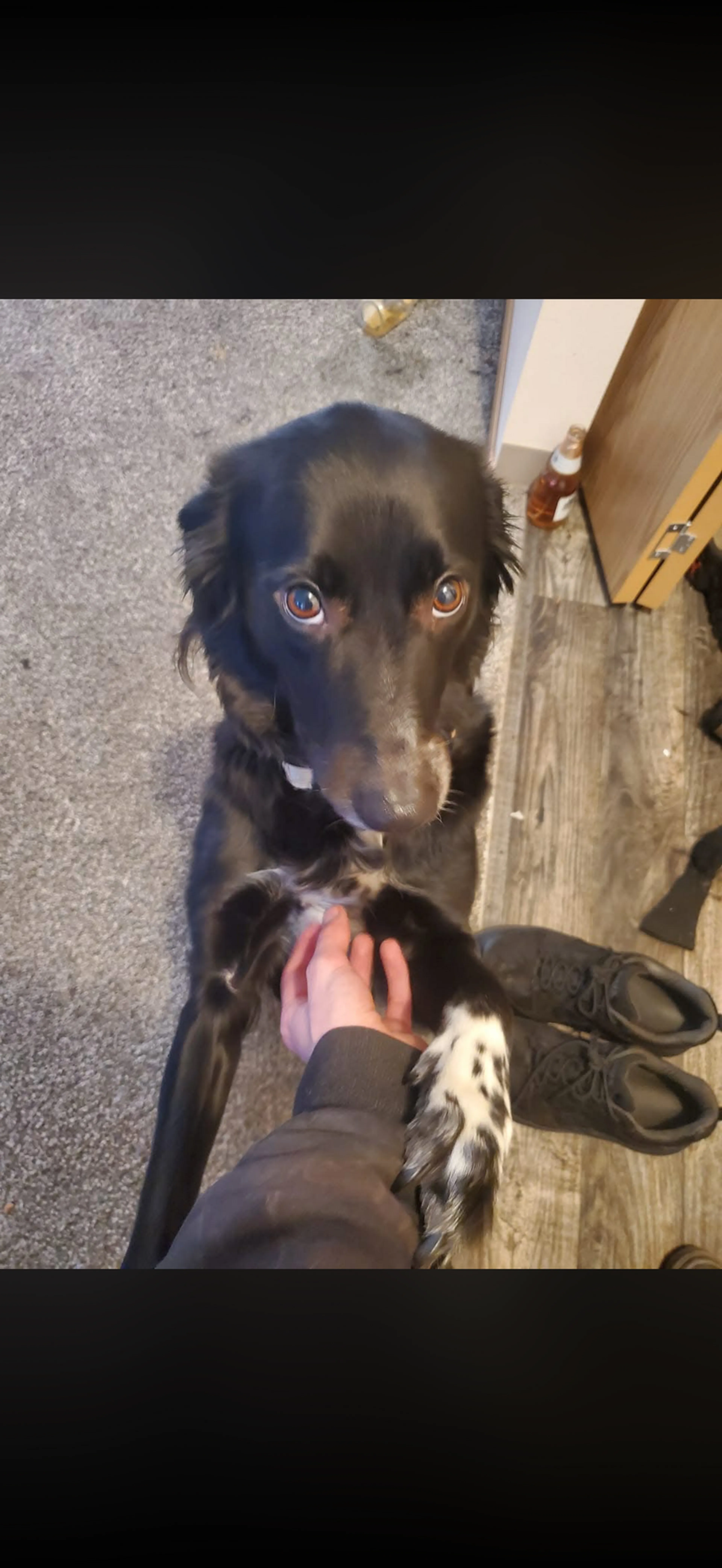 Lost pet