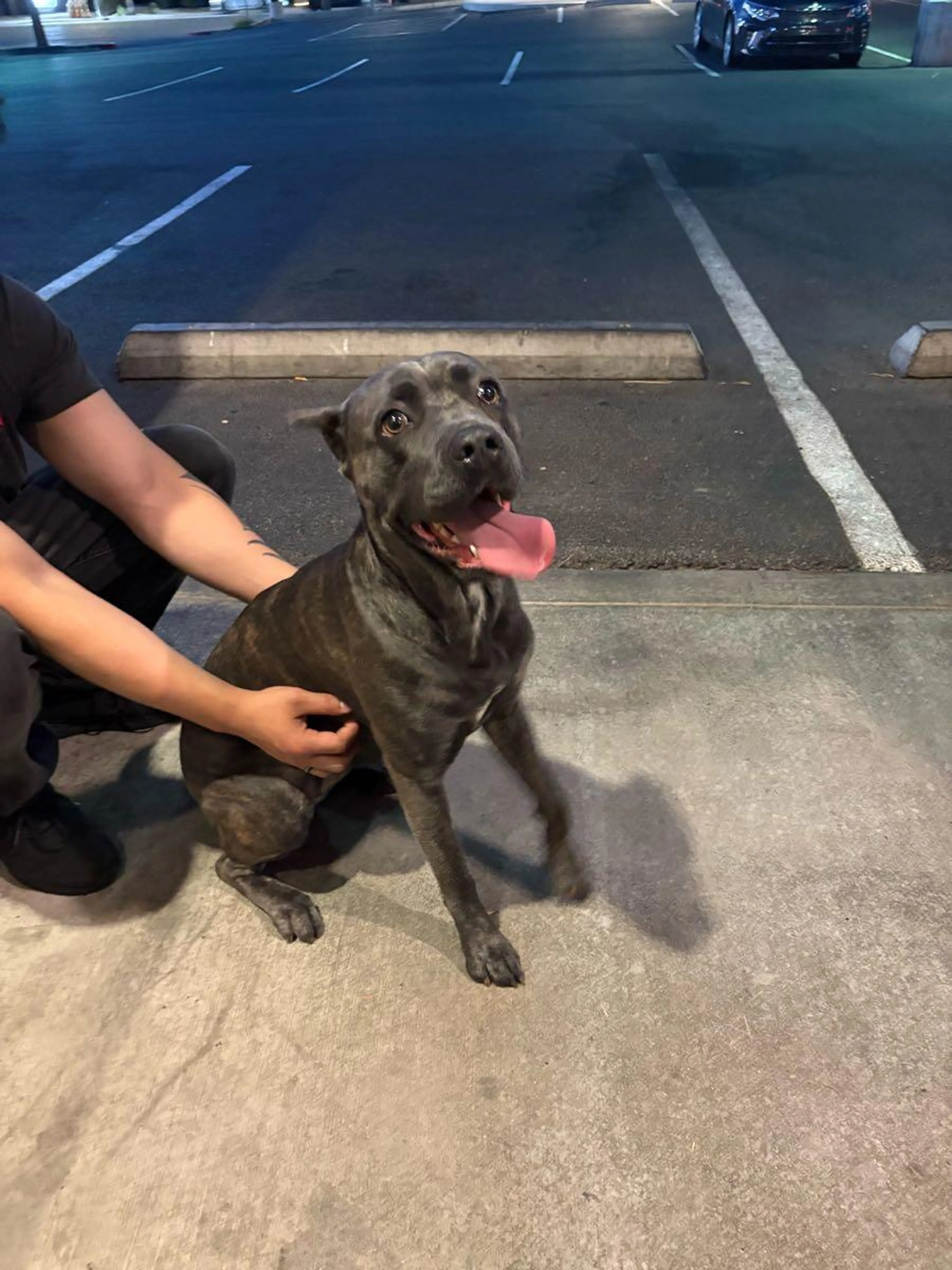 Found pet