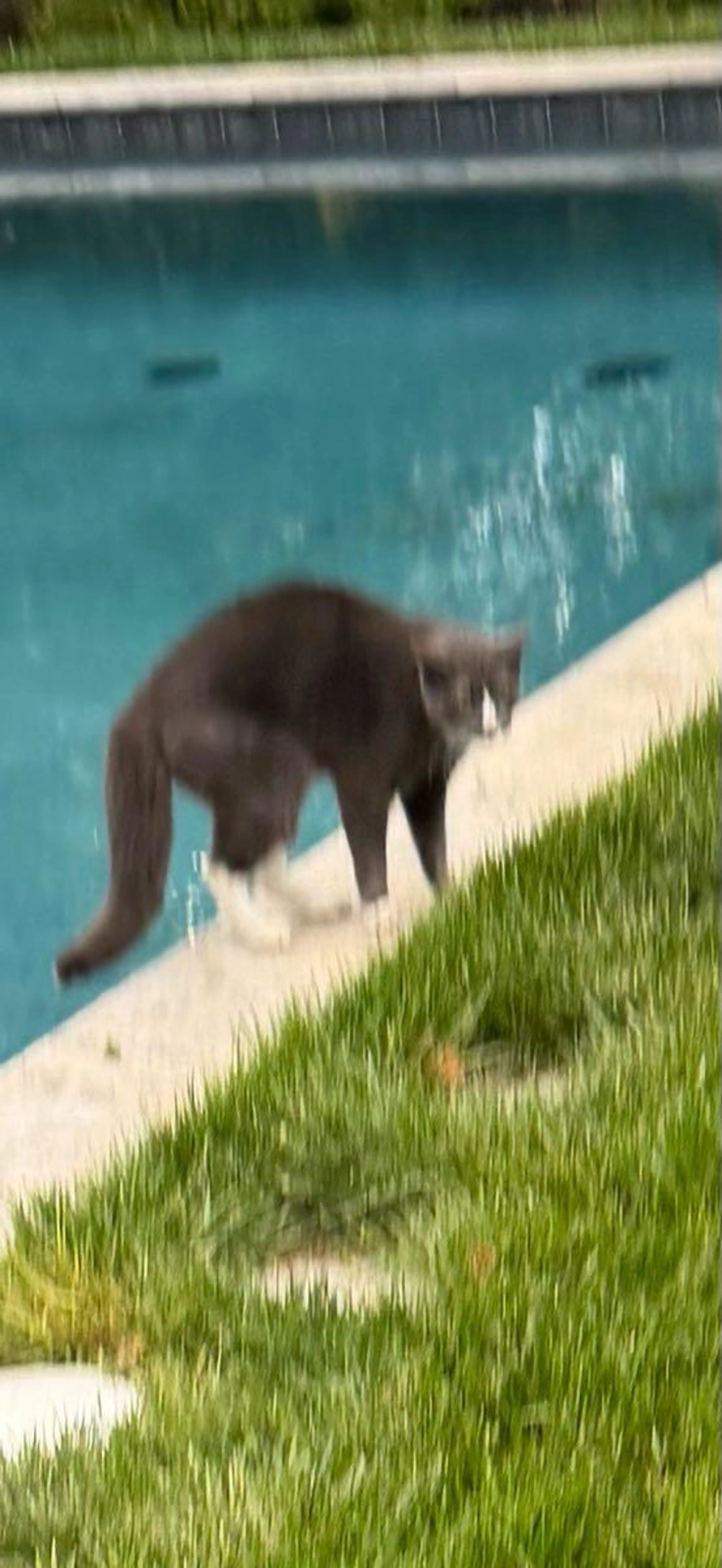 Found pet