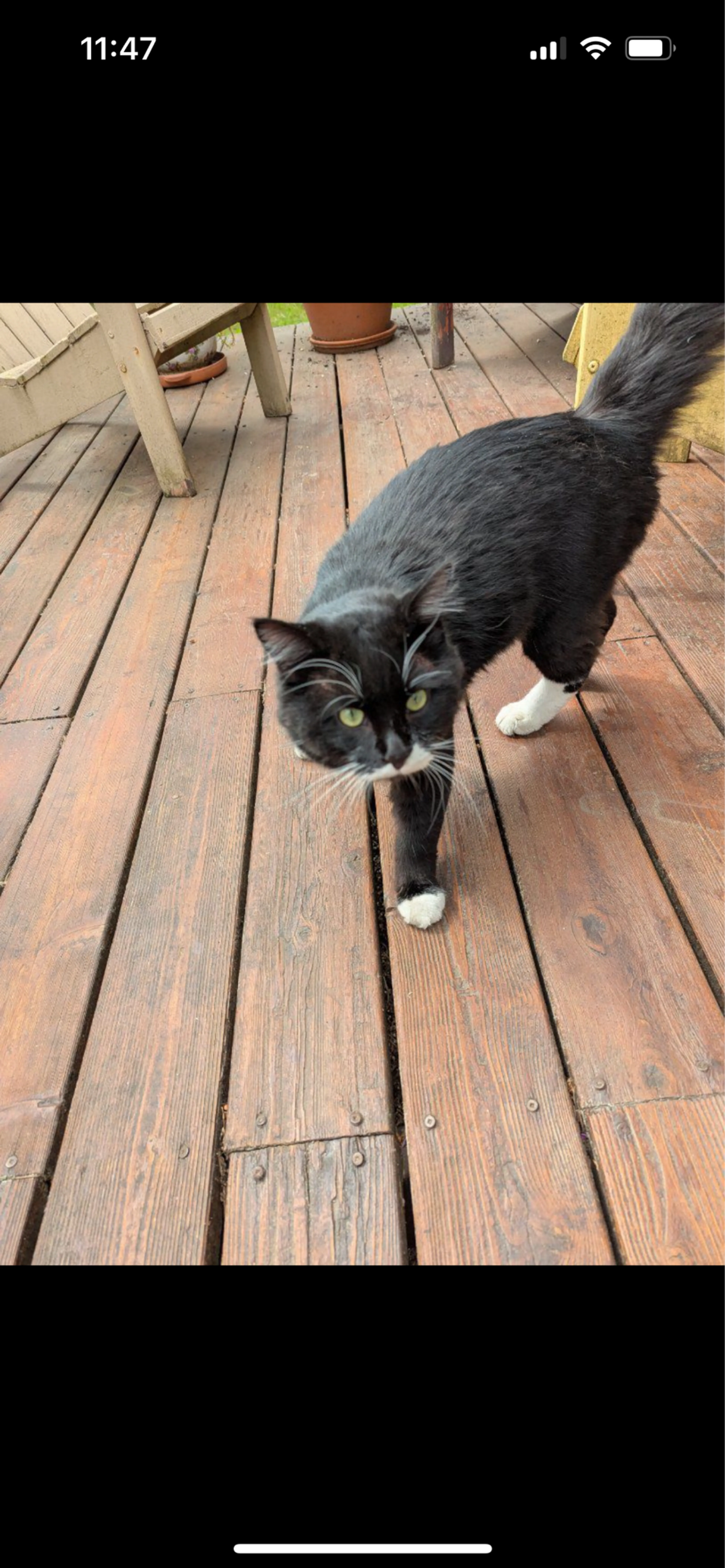 Found pet