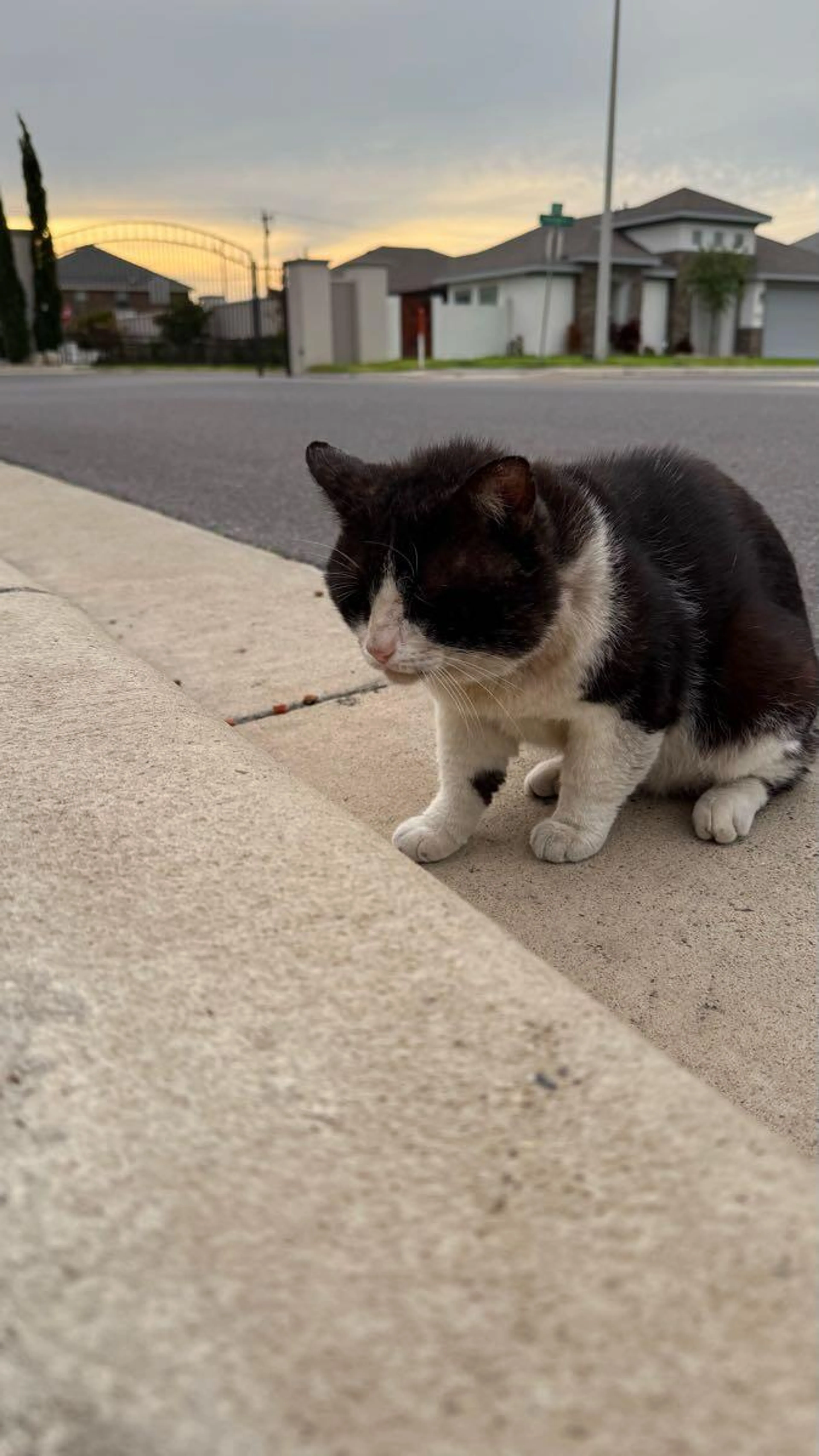 Found pet