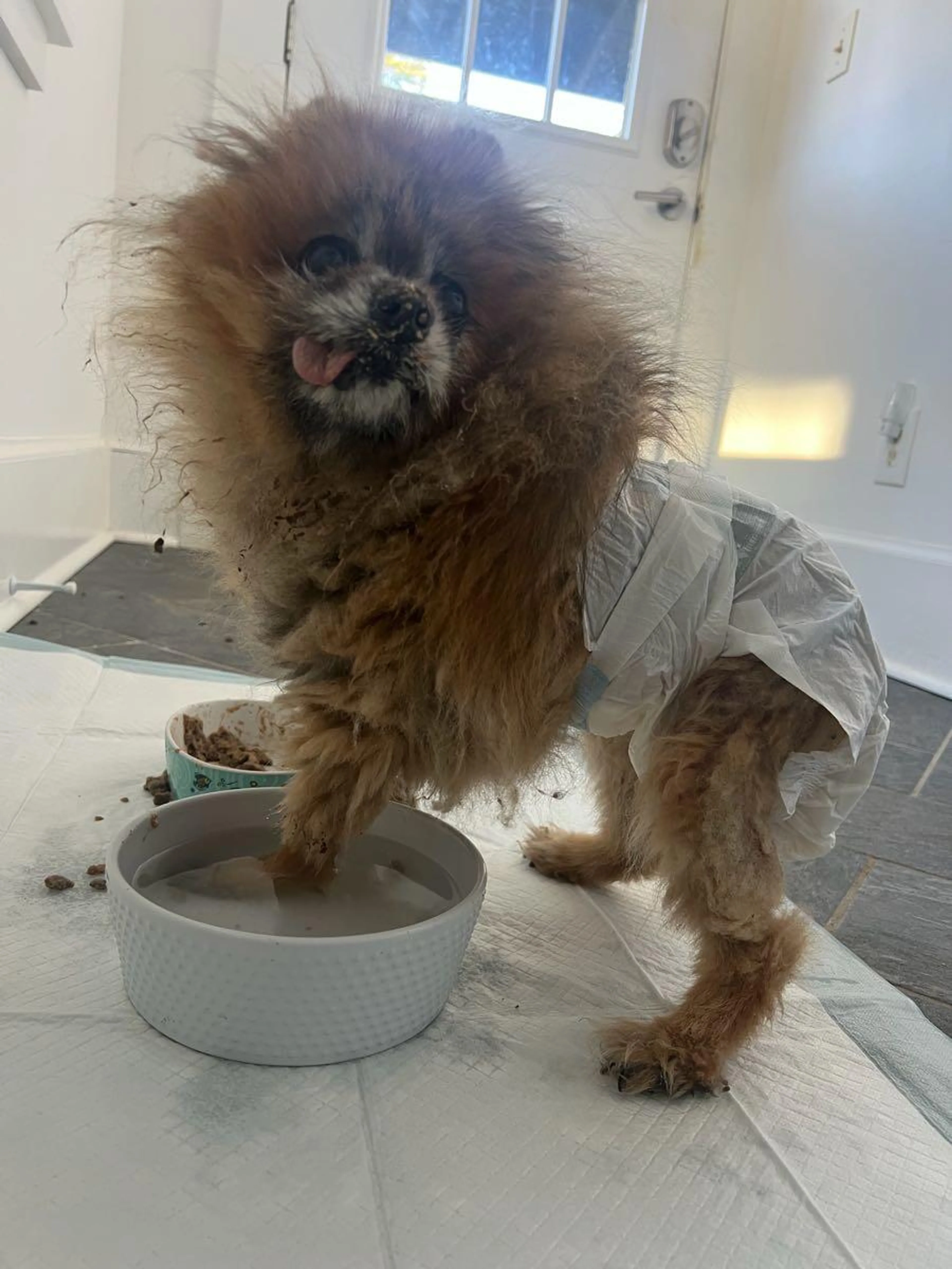 Lost pet