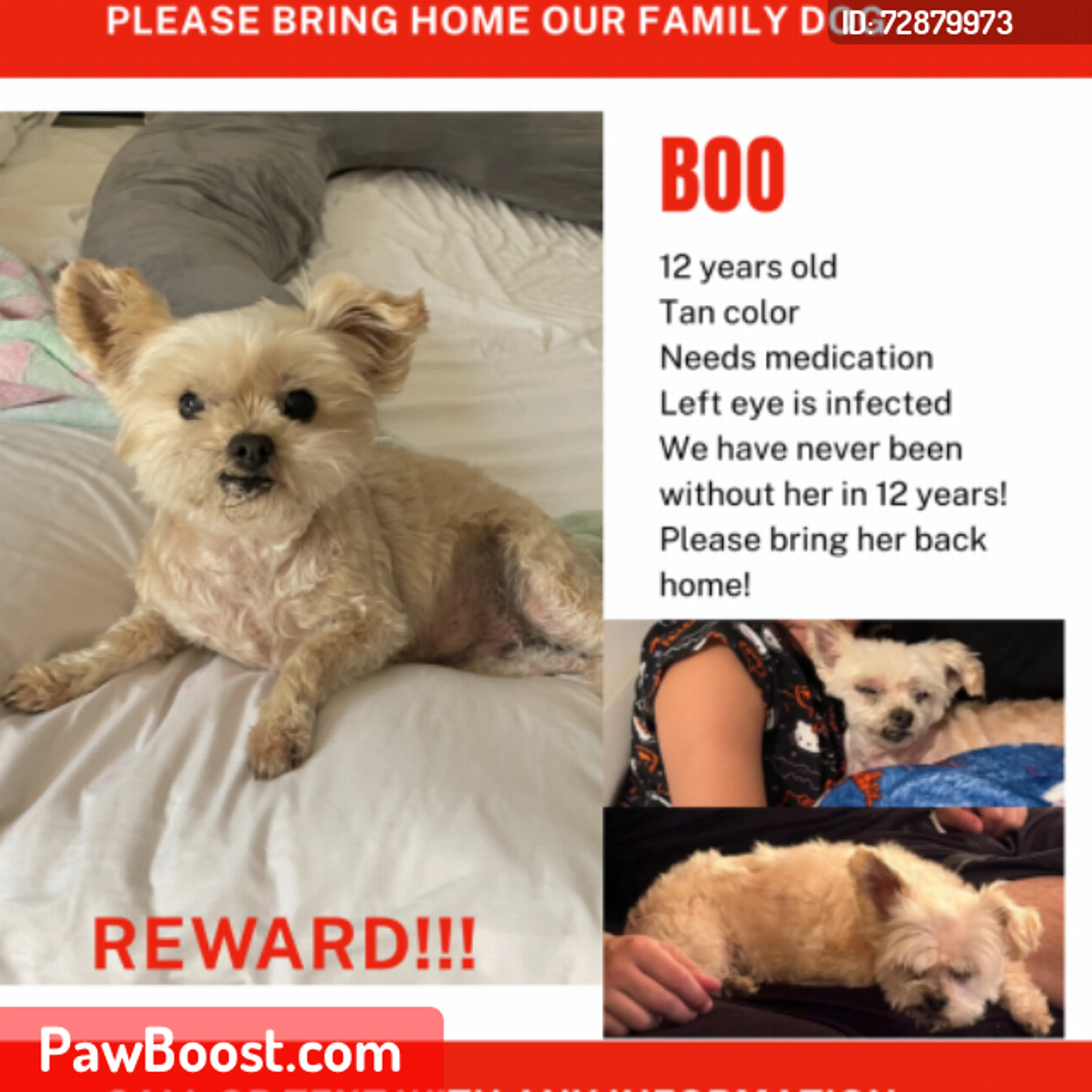 Lost pet