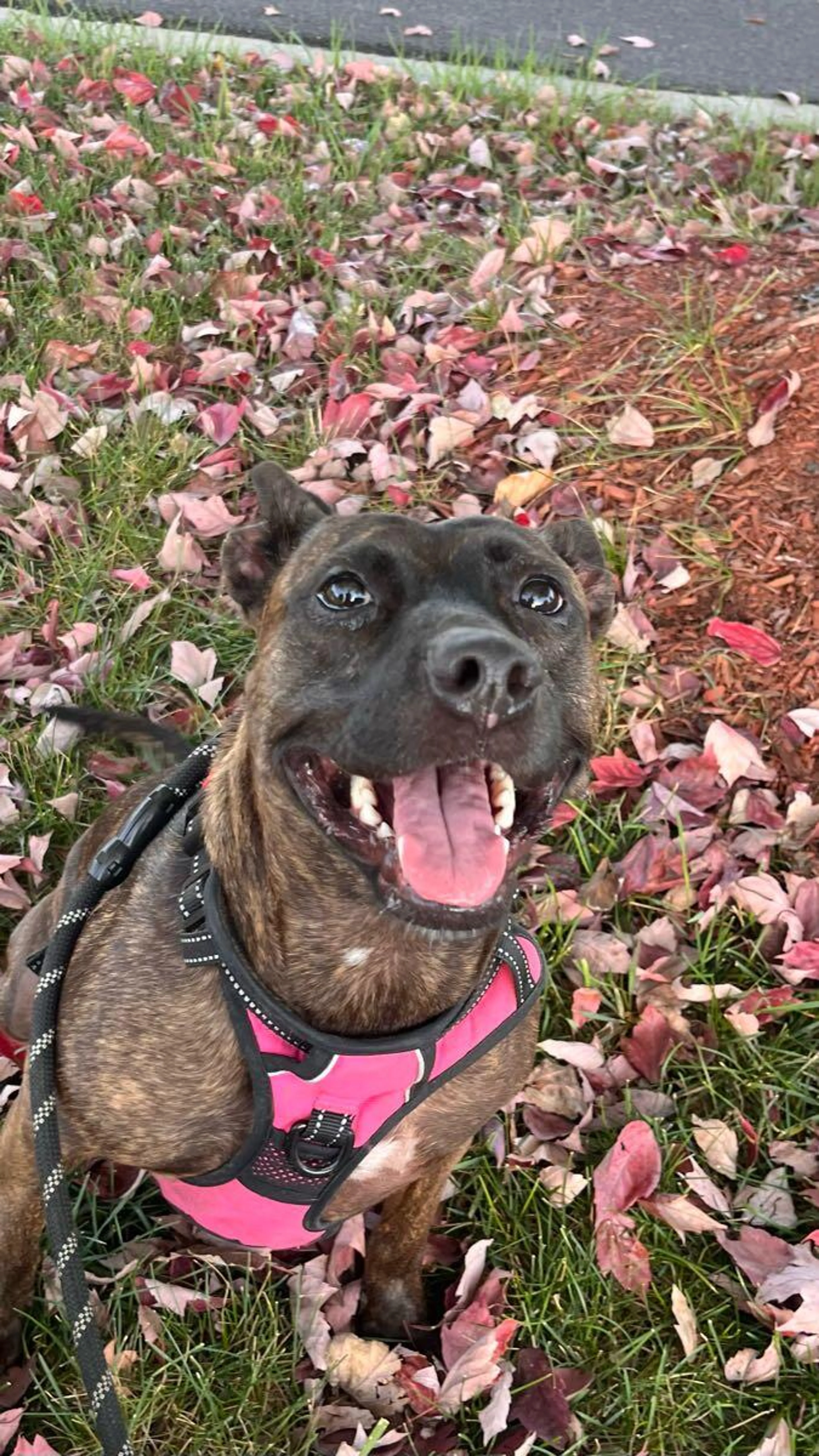 Lost pet