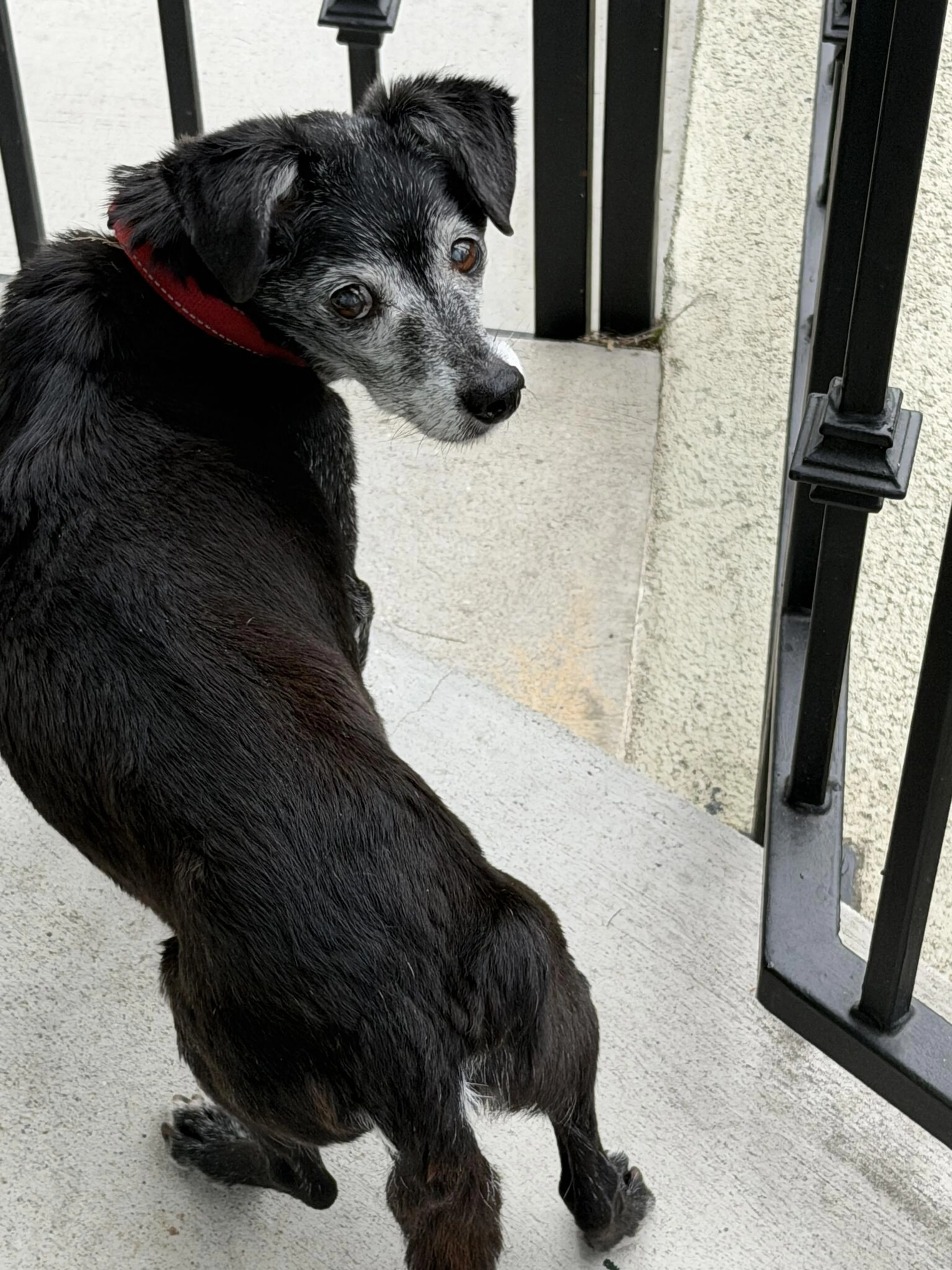 Found pet