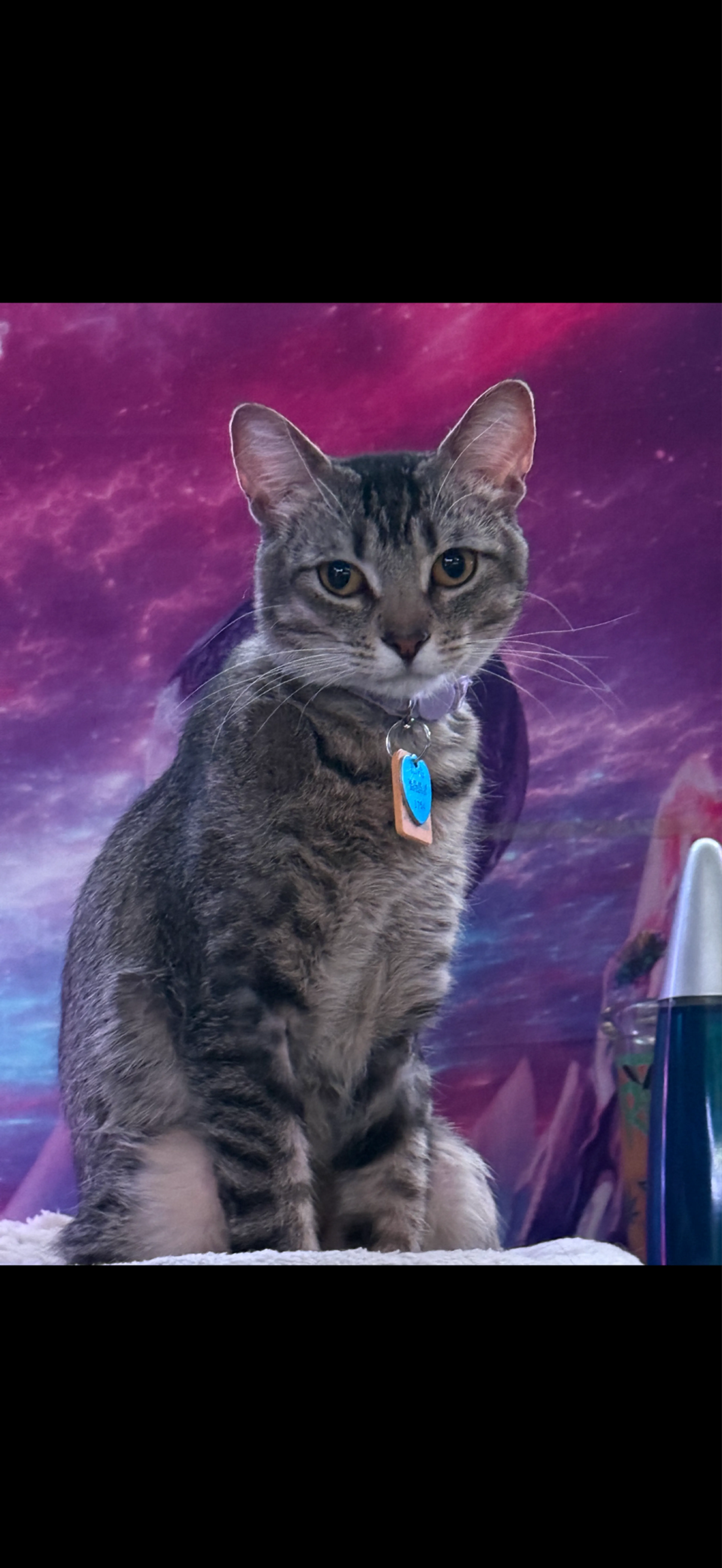 Lost pet