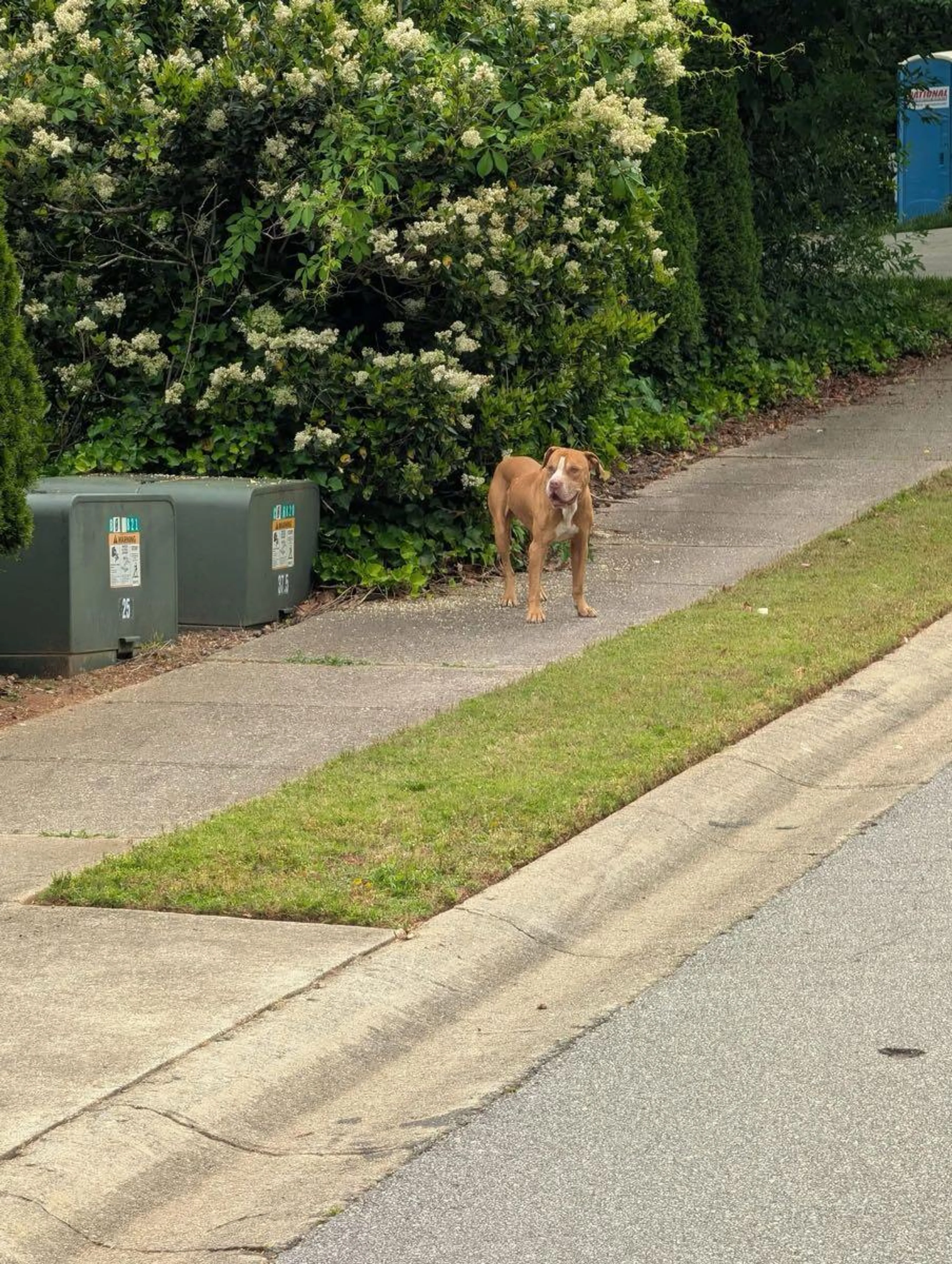 Found pet