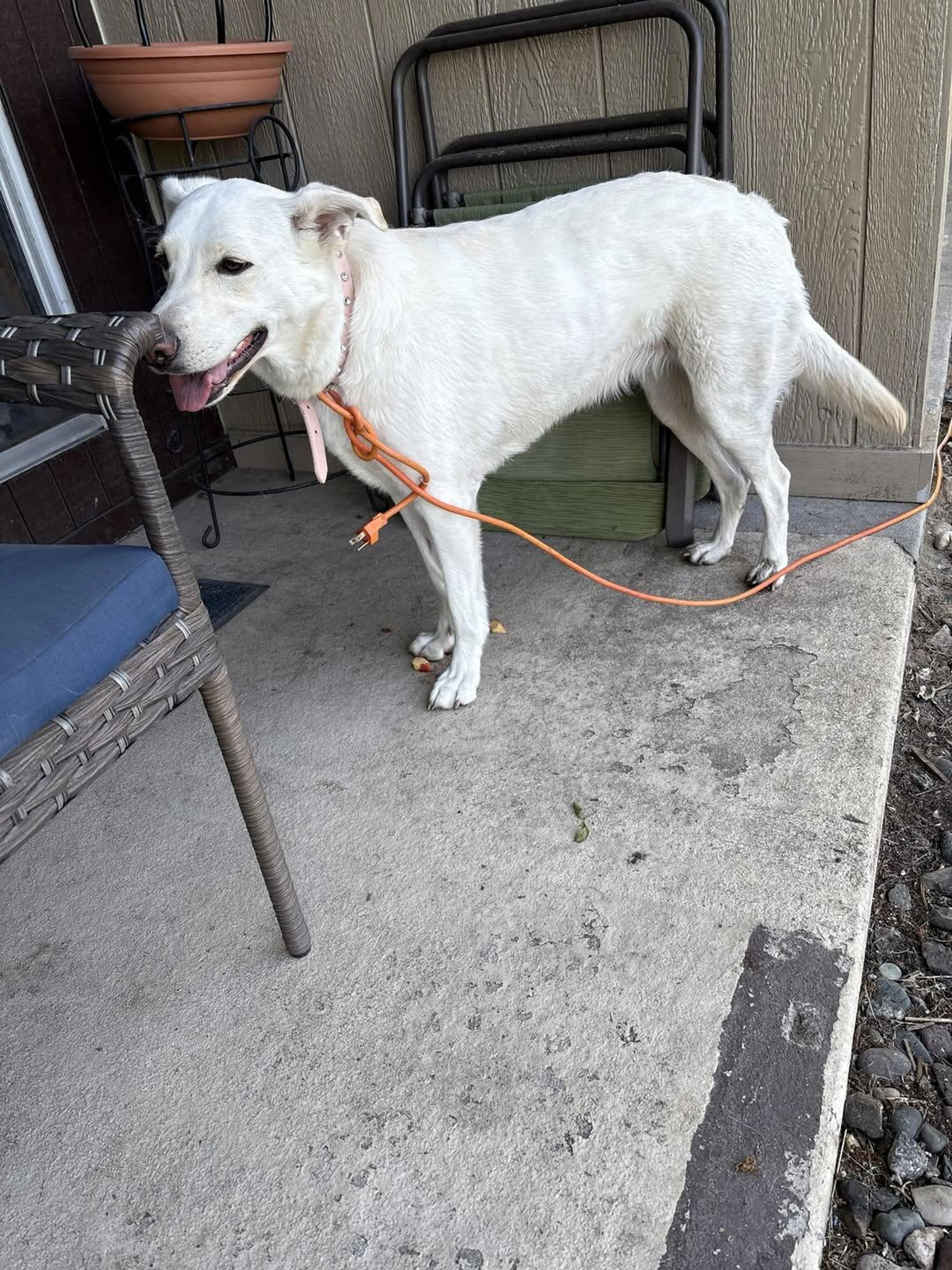Found pet