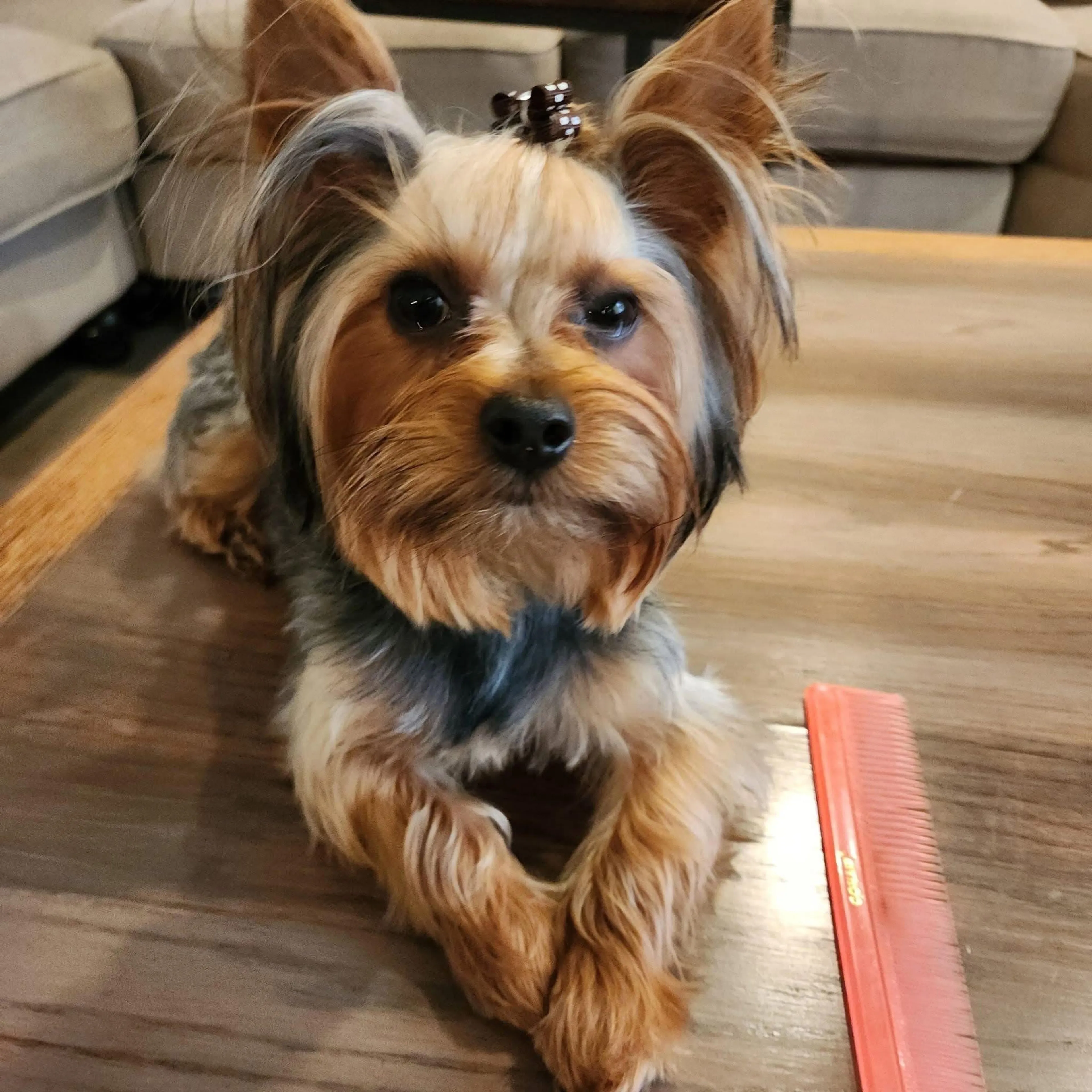 Lost pet