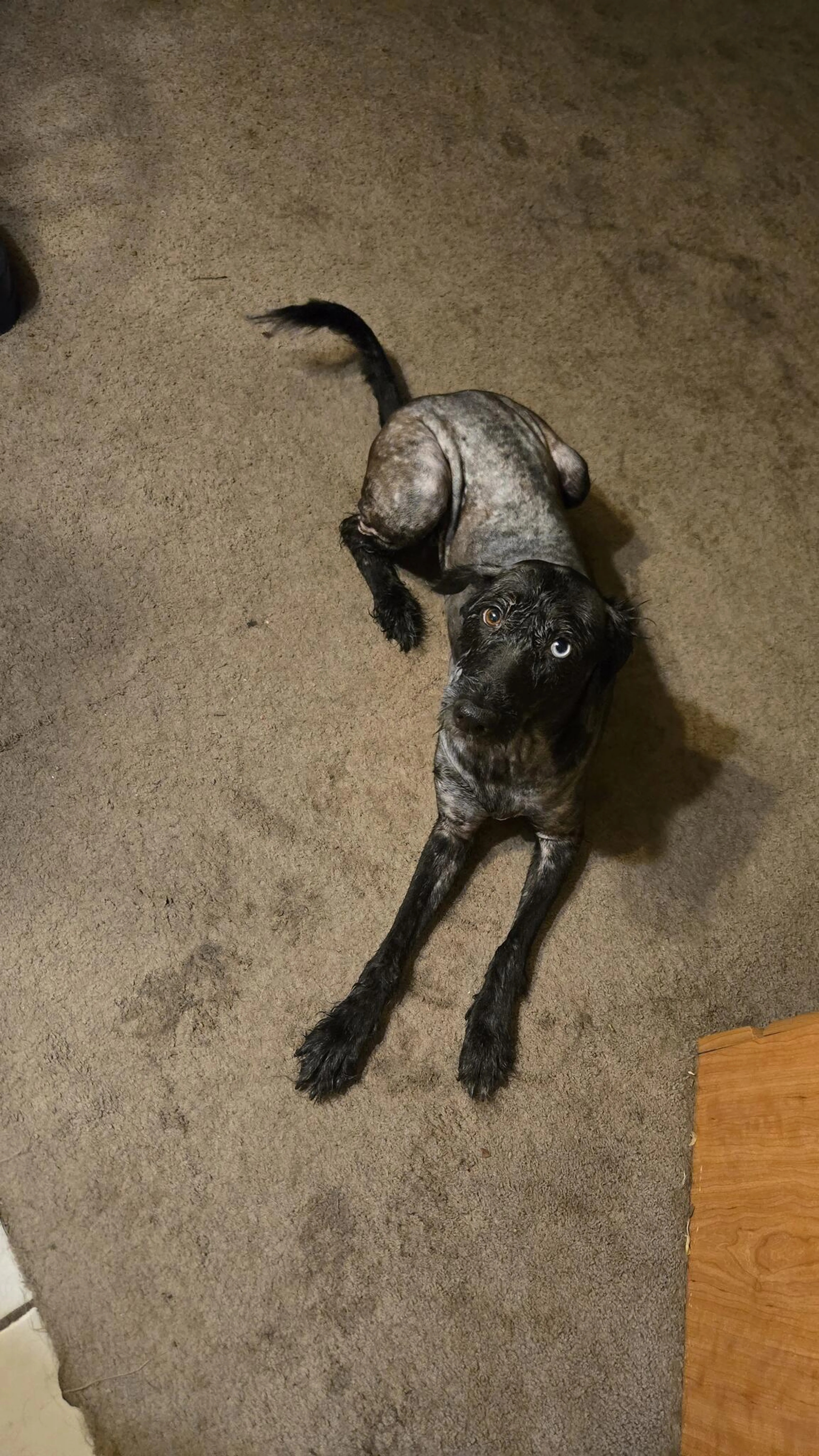 Lost pet