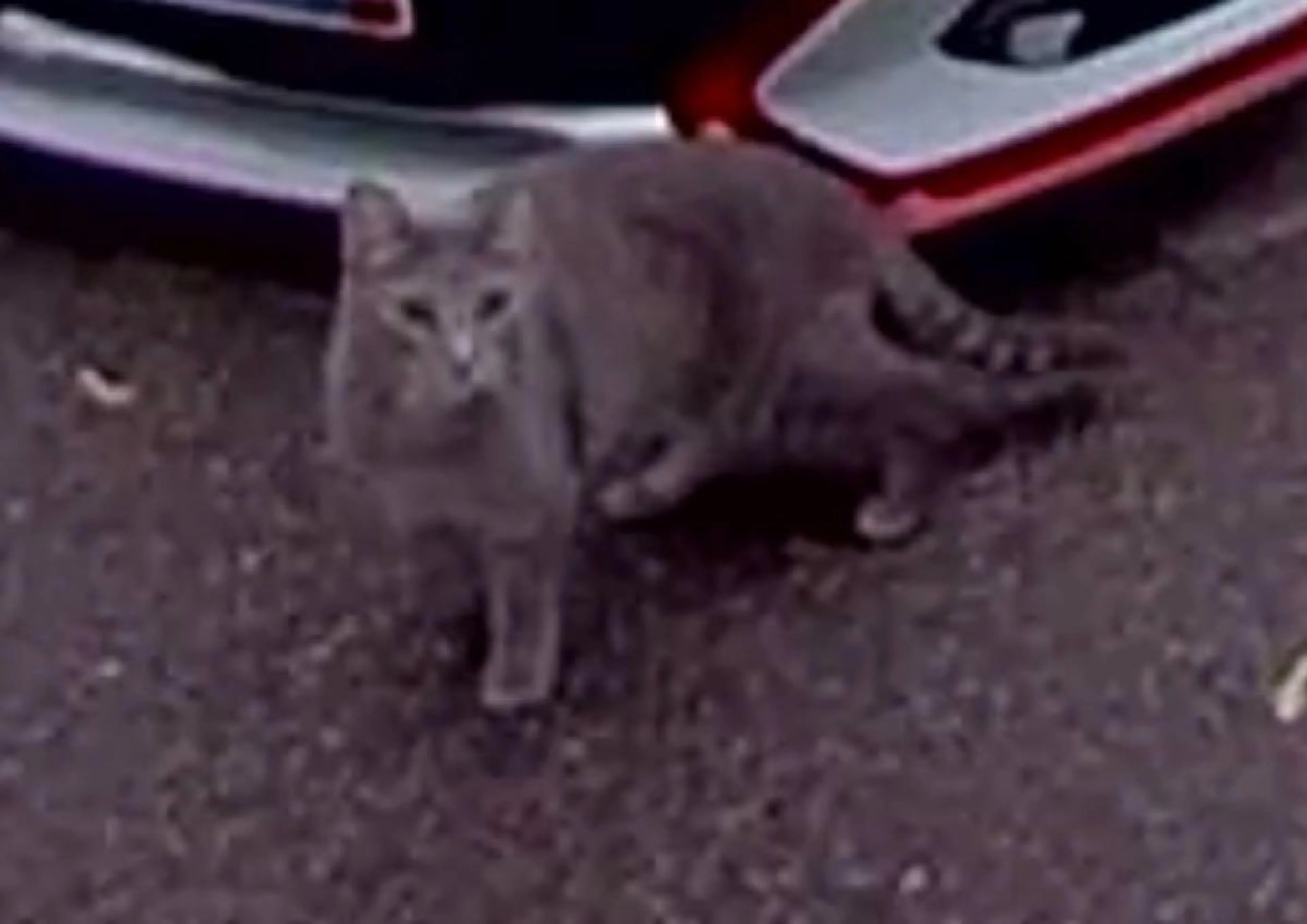 Found pet