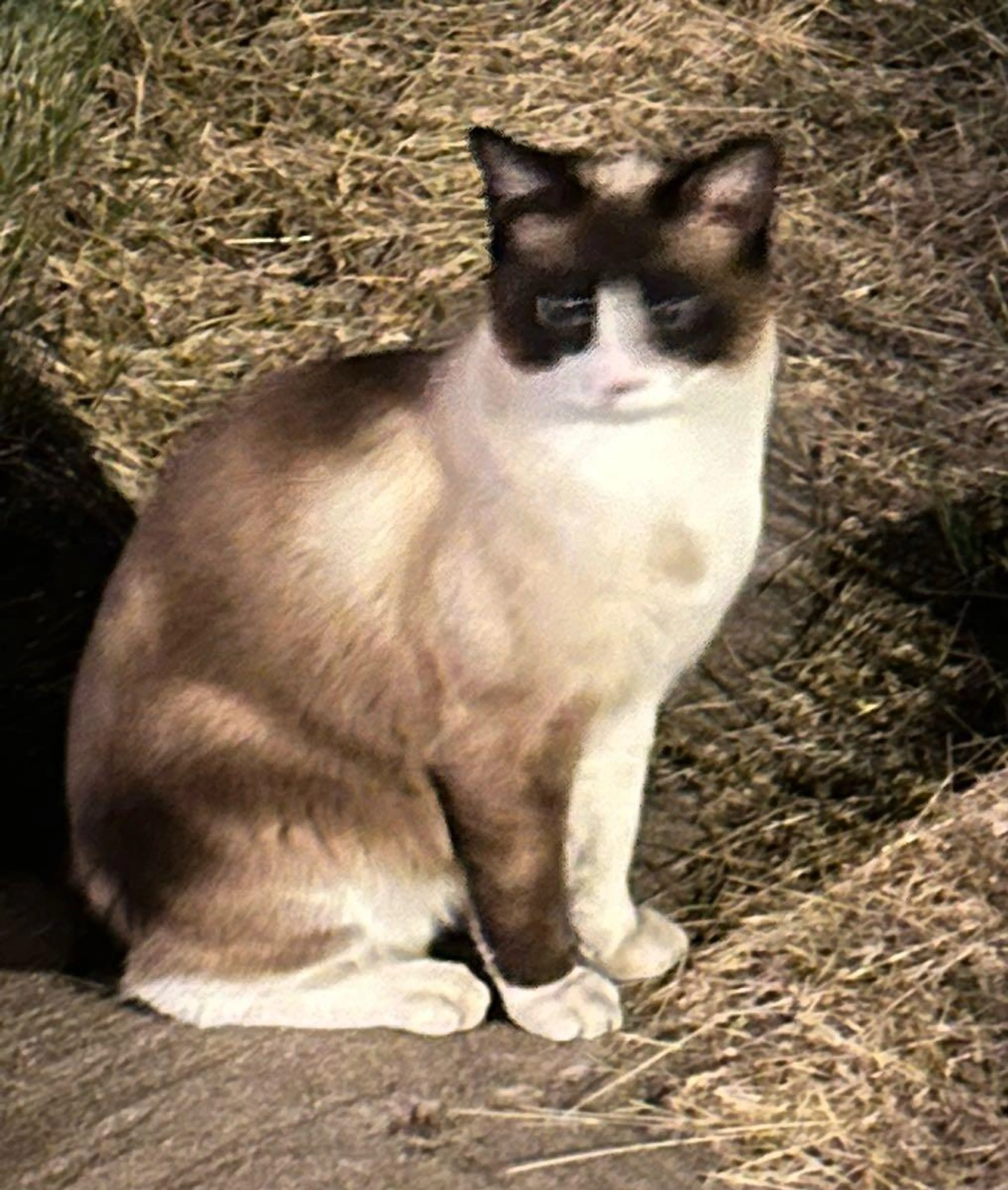 cdn image