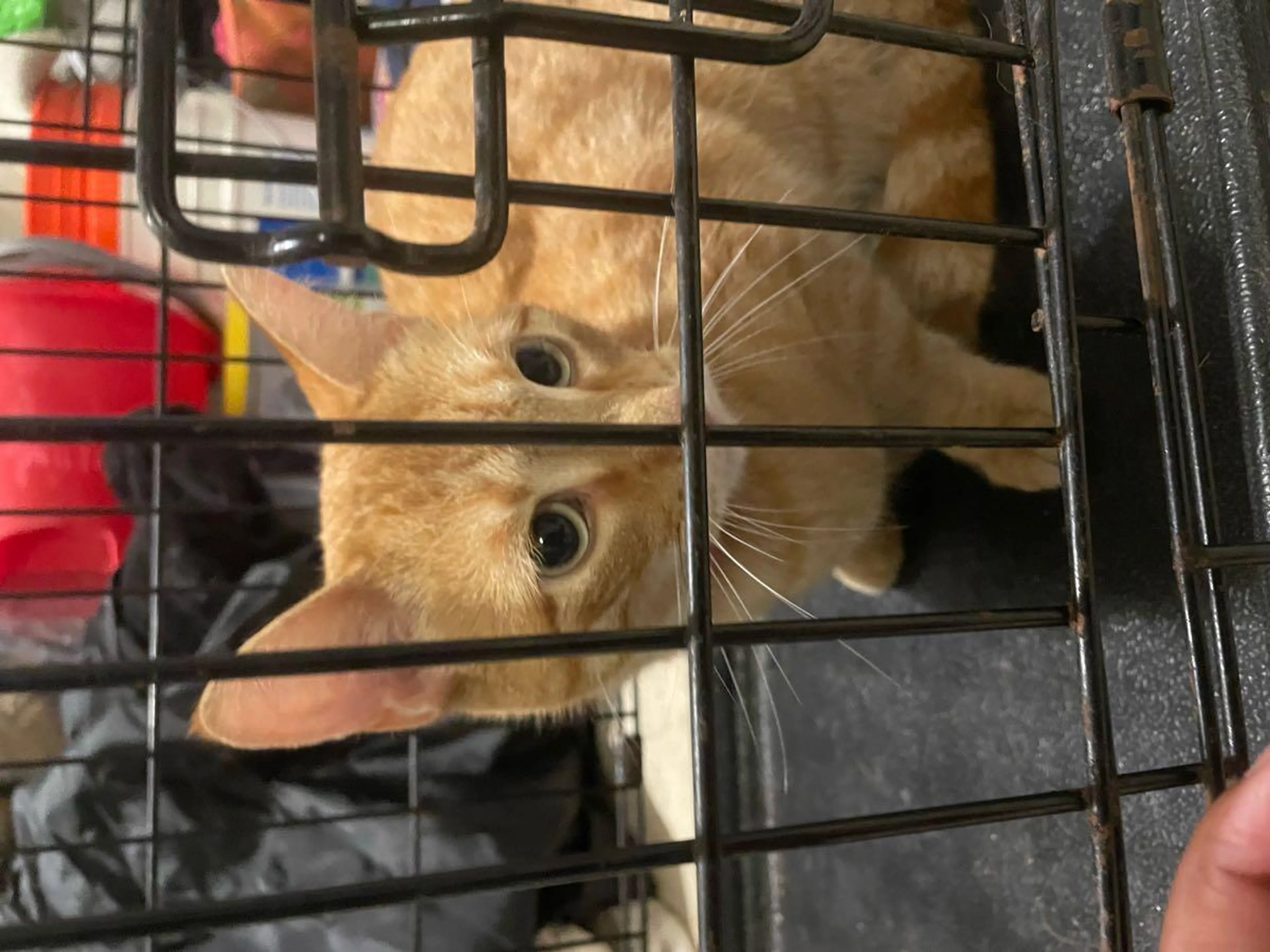 Found pet