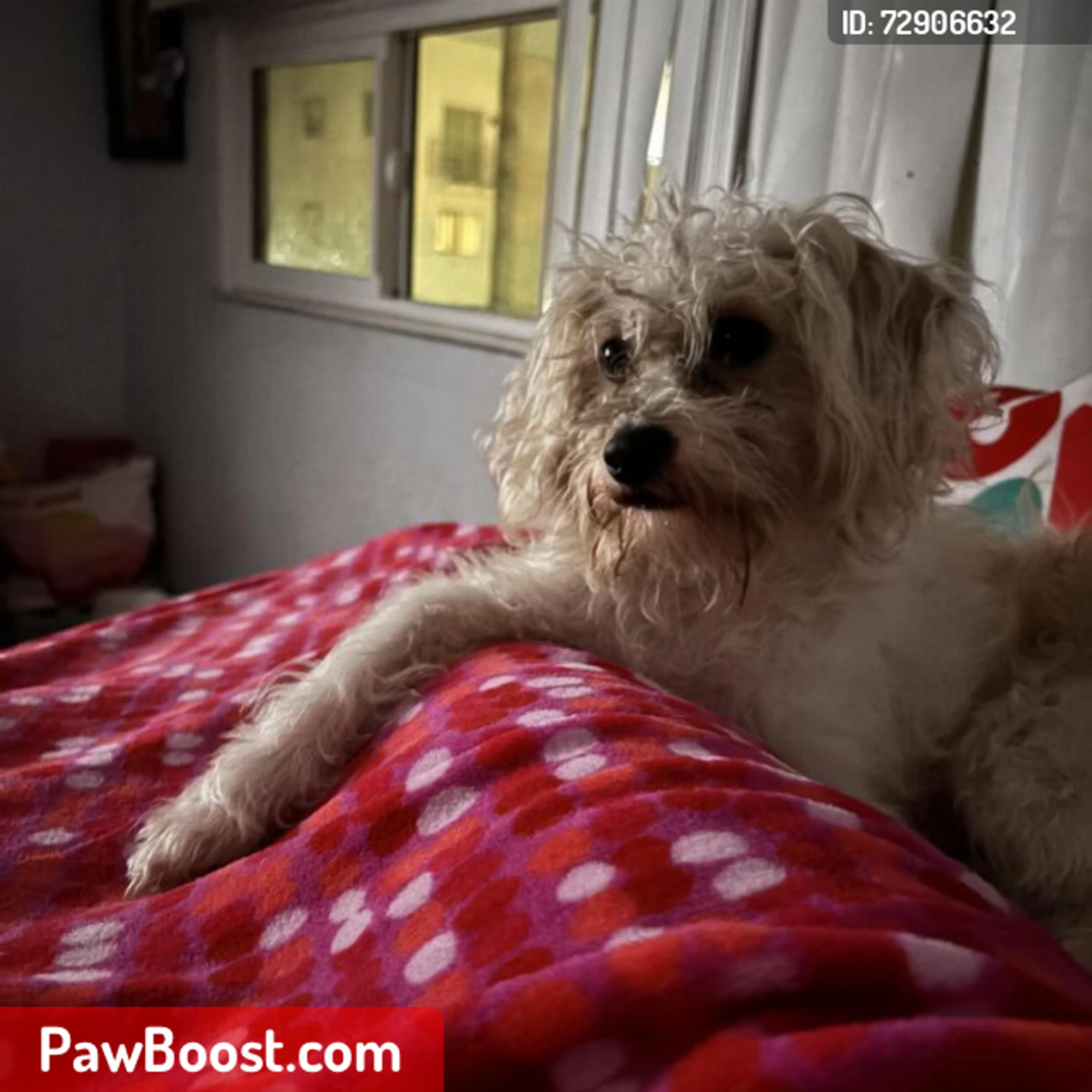 Lost pet