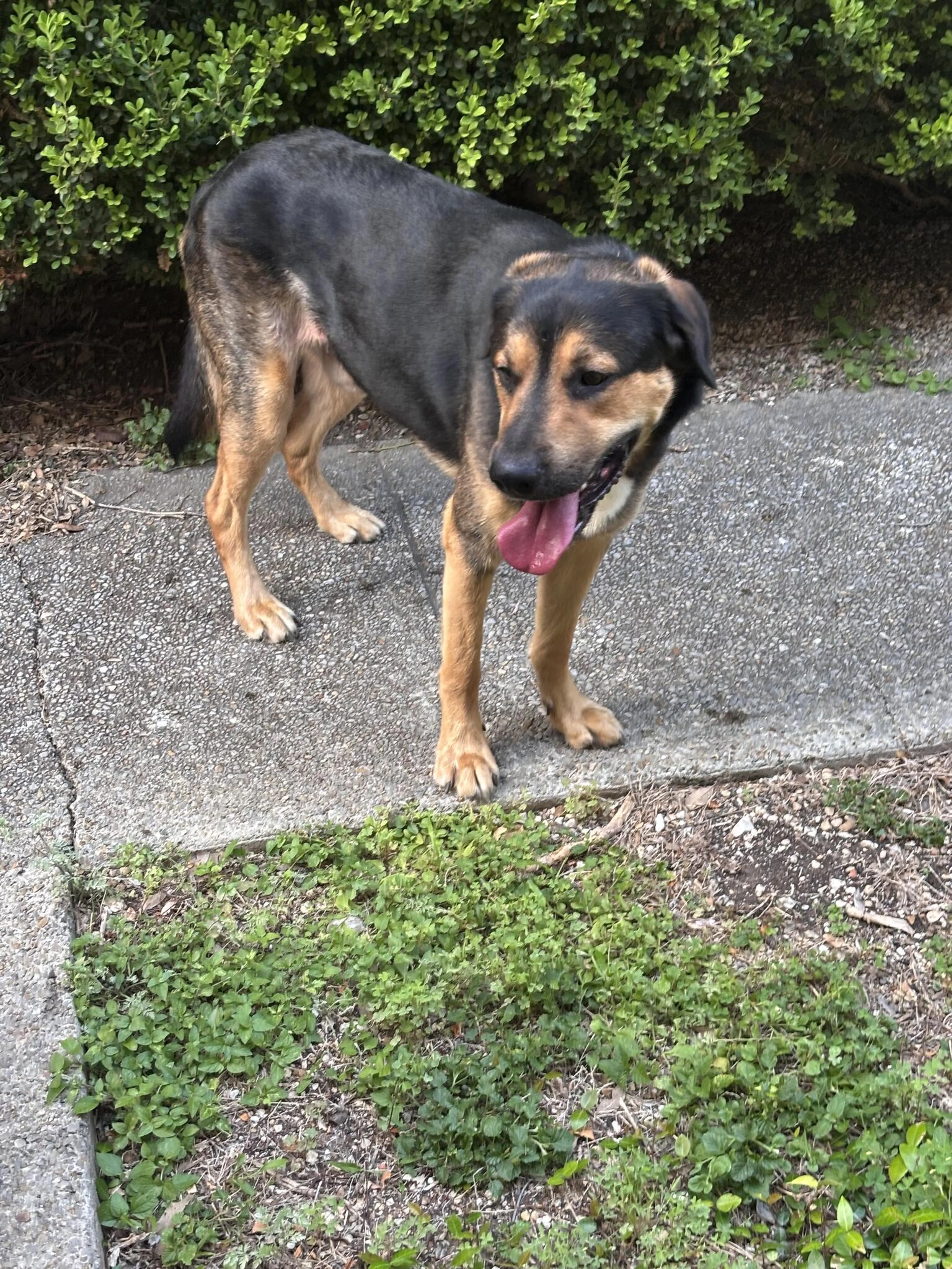 Found pet