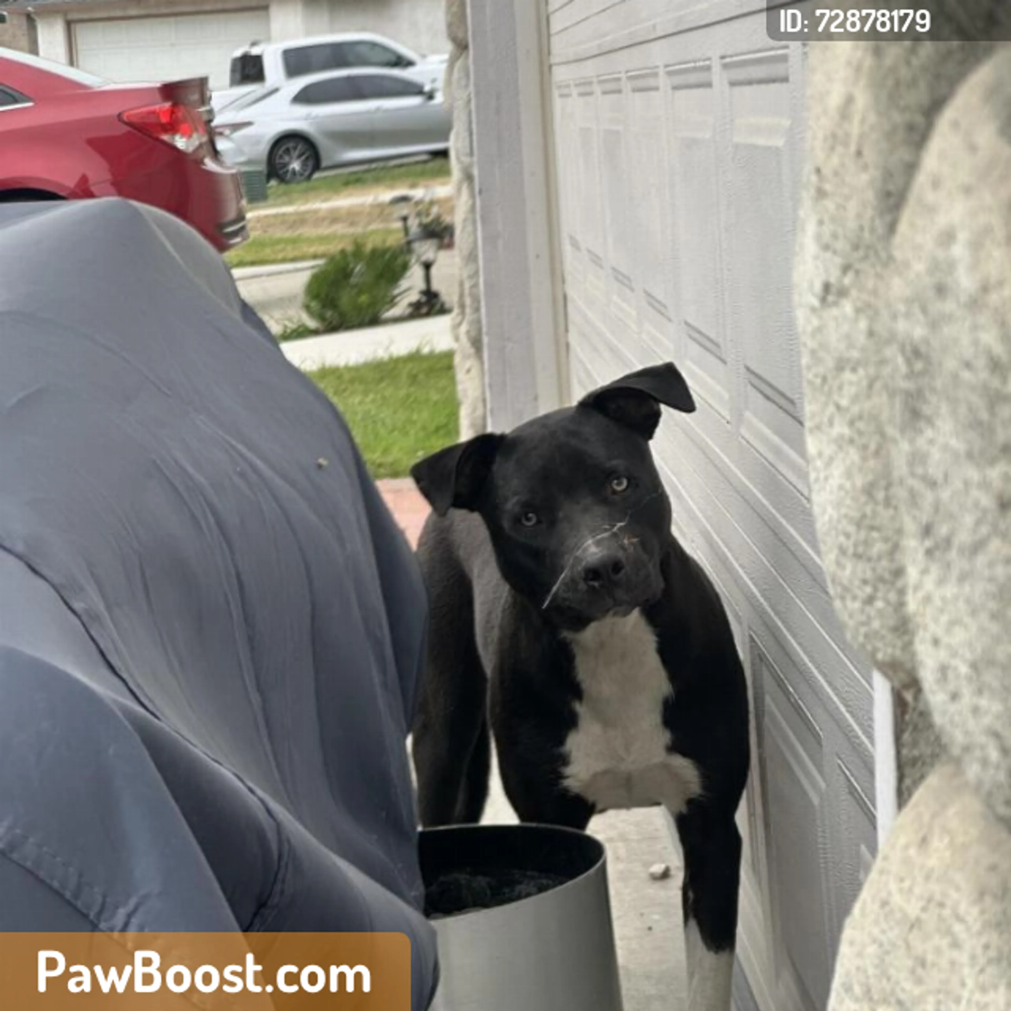 Found pet