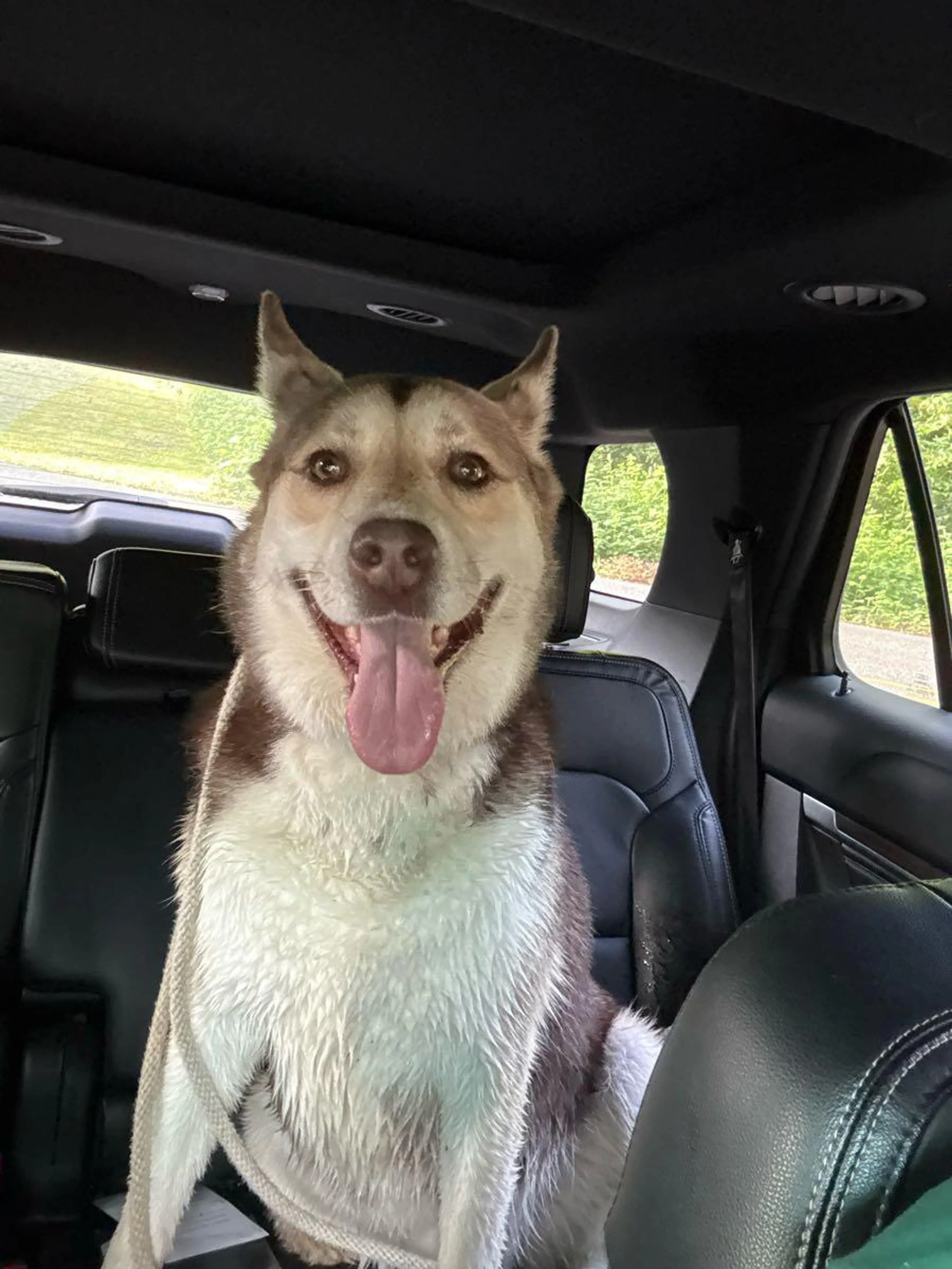Found pet