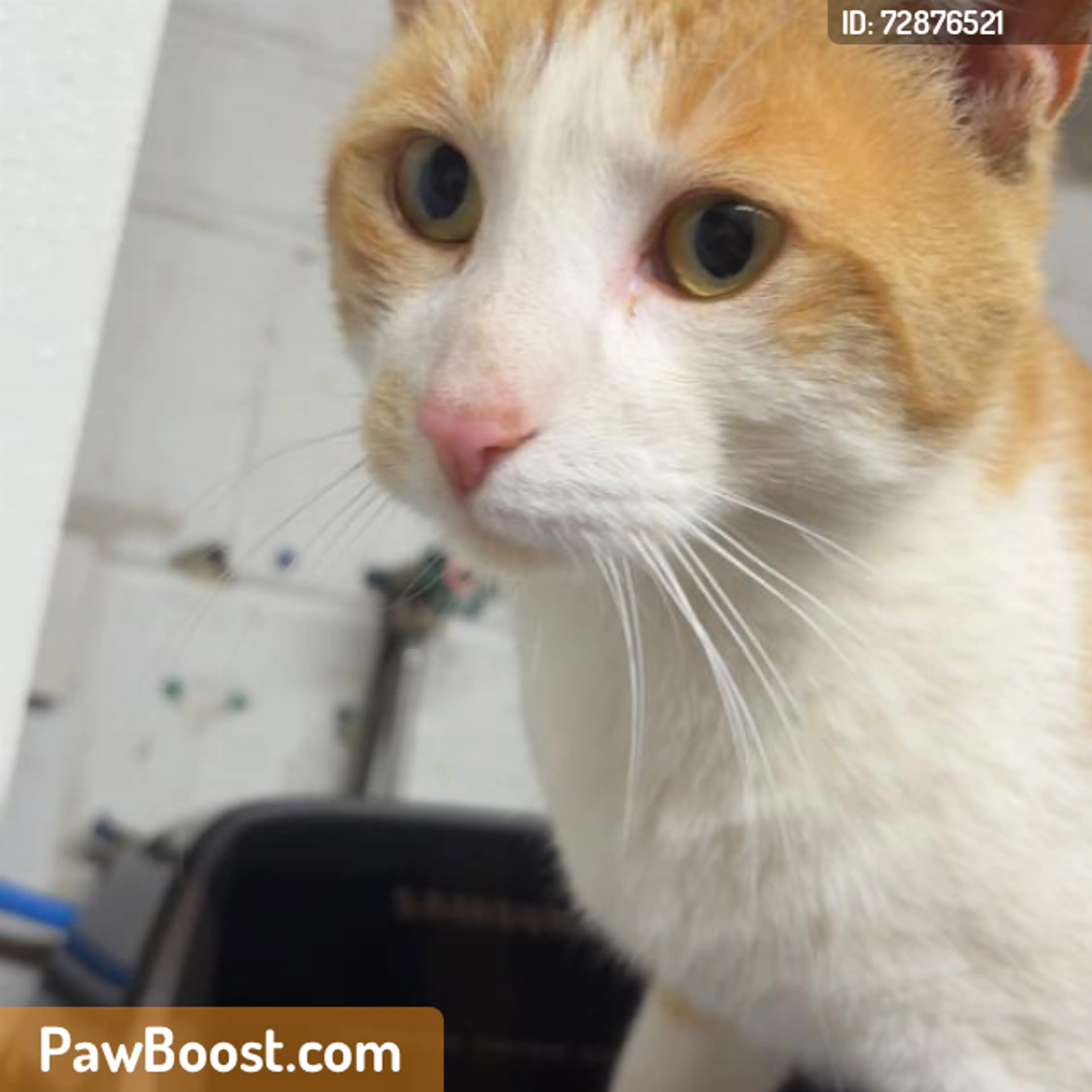 Found pet