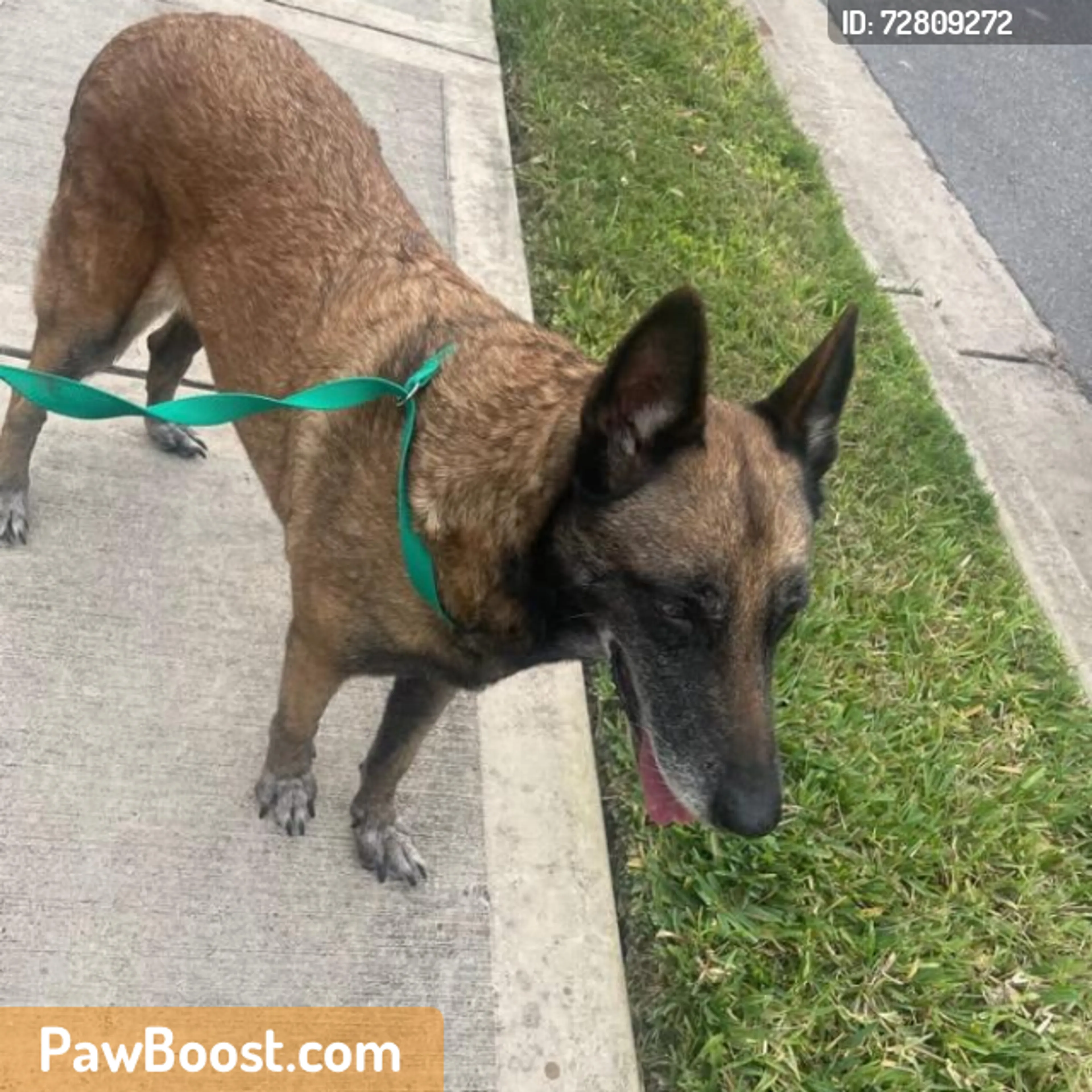 Found pet
