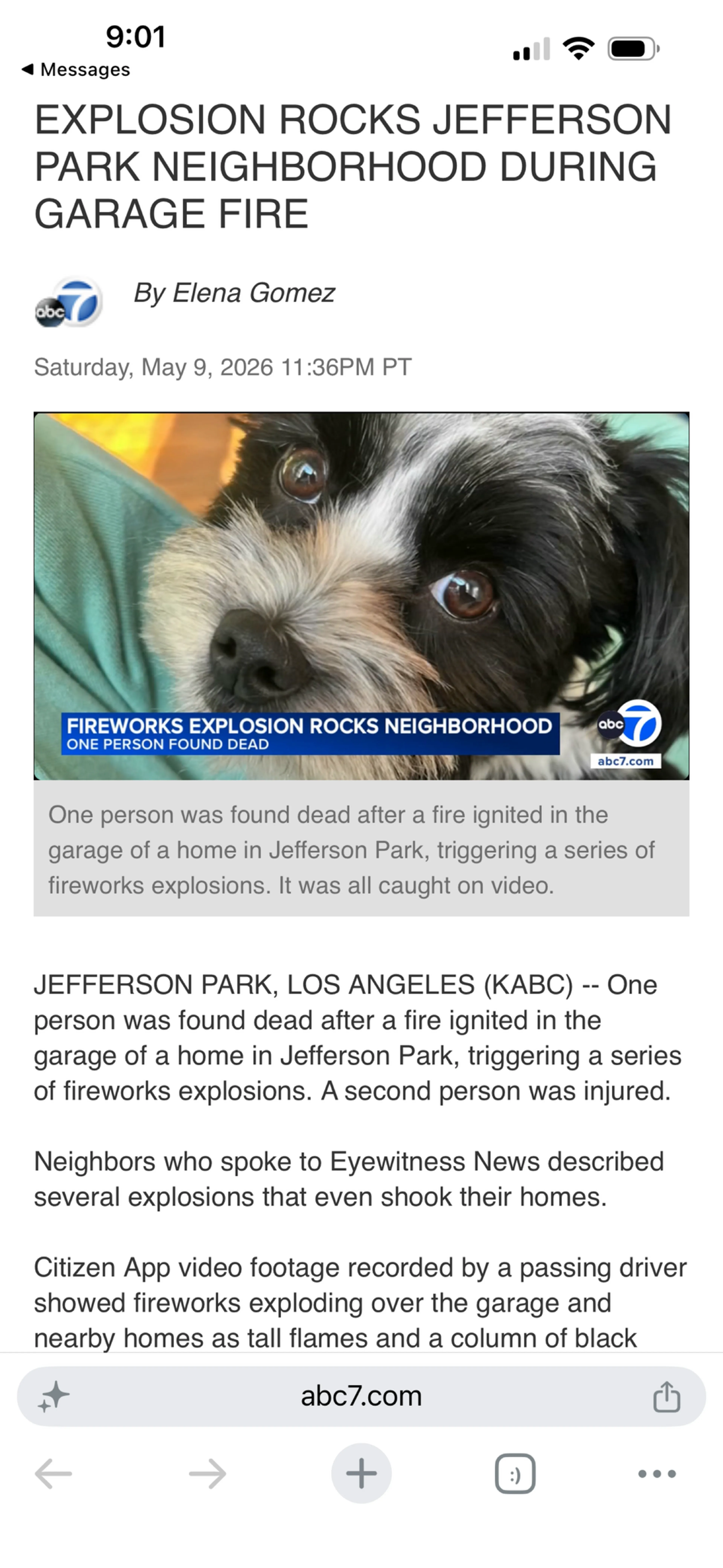 Lost pet