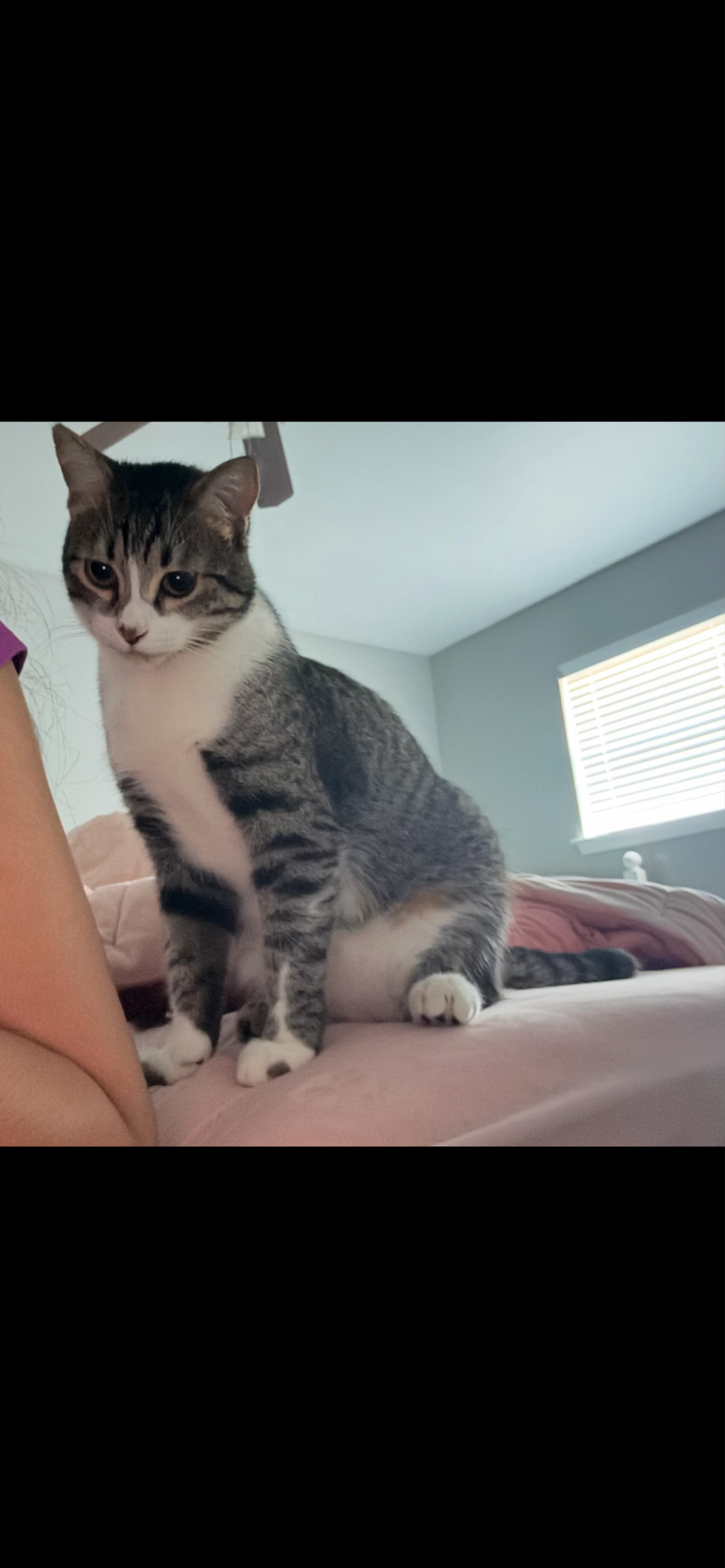 Lost pet