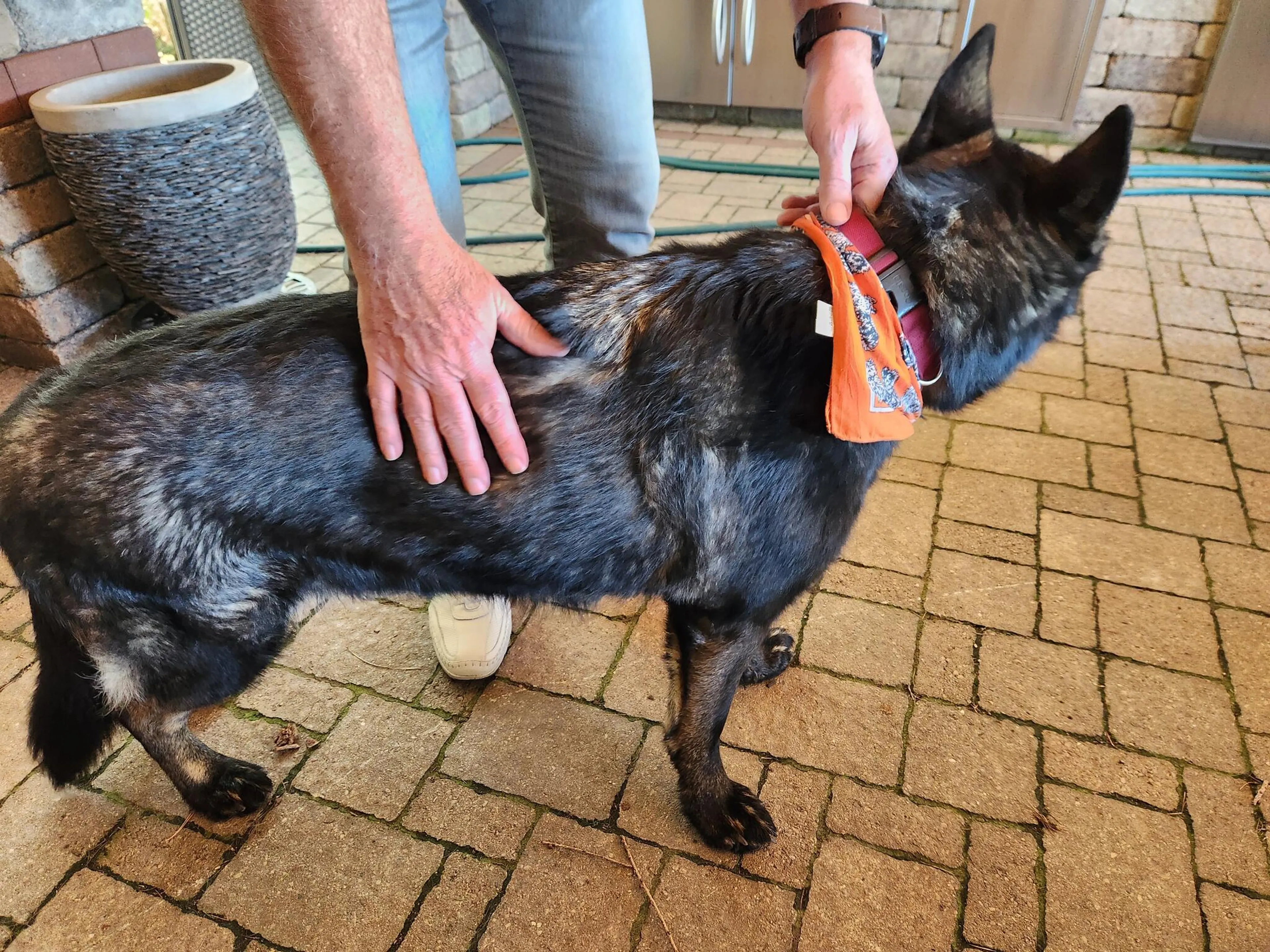 Found pet