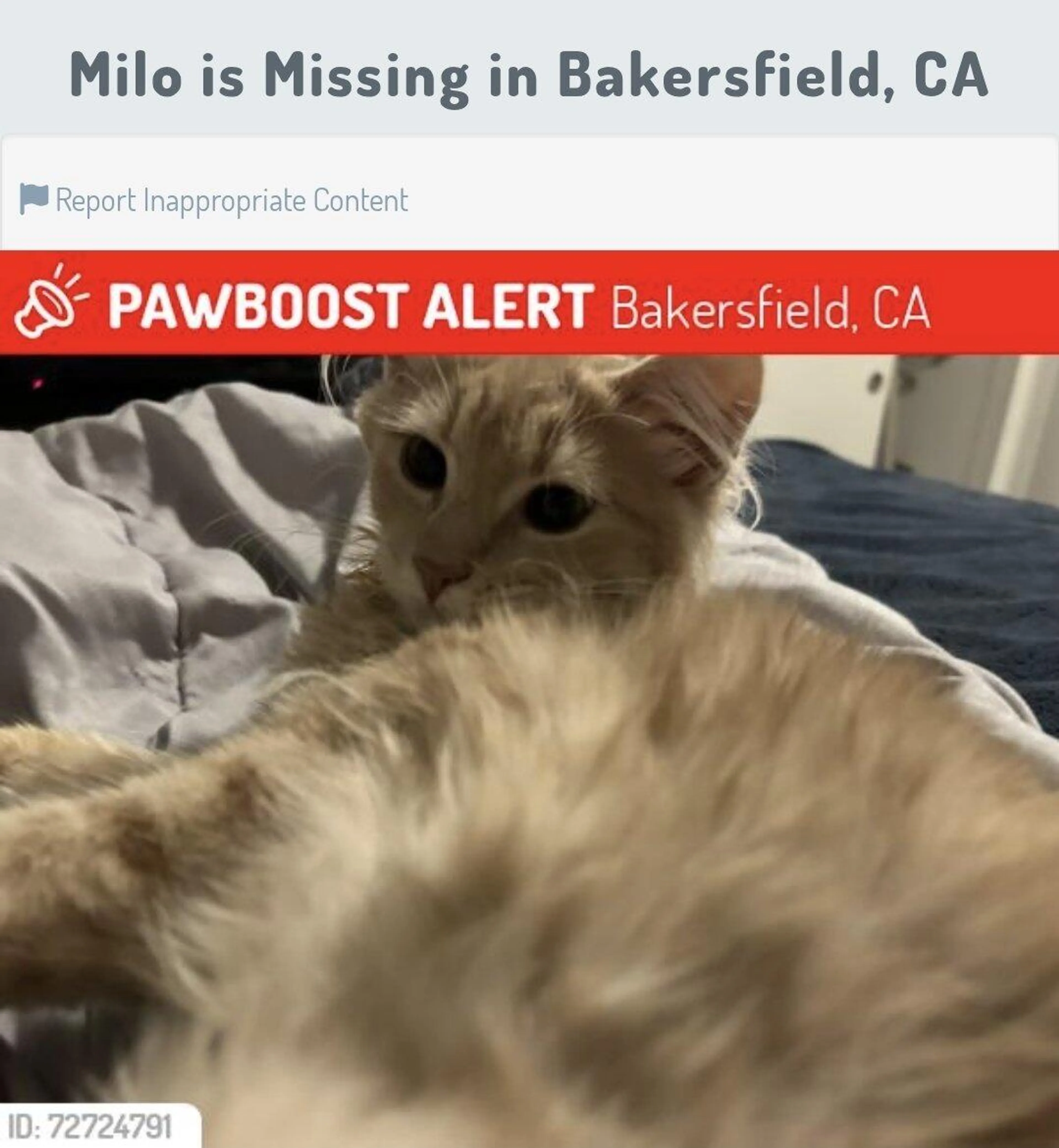 Lost pet