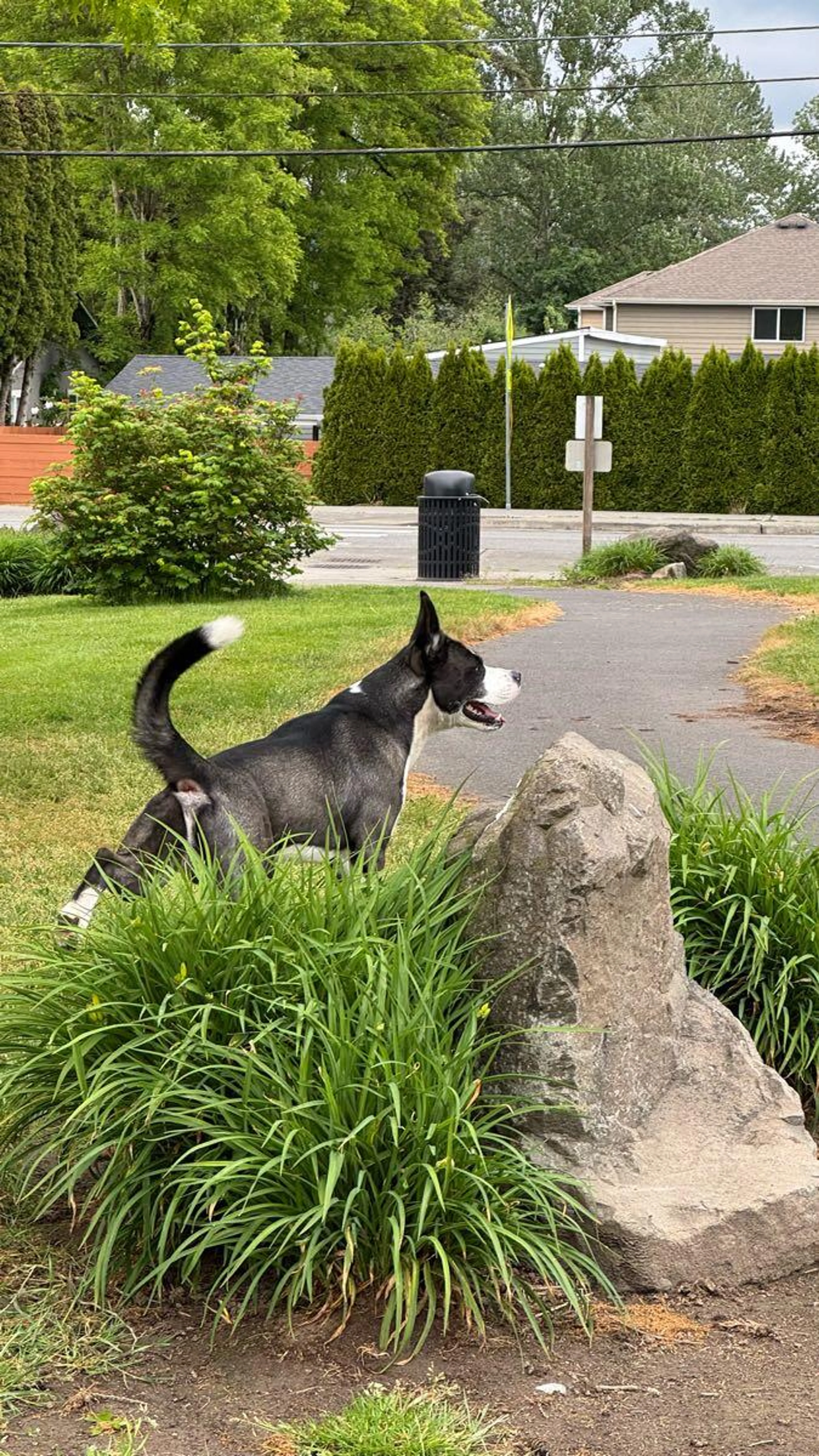 Lost pet