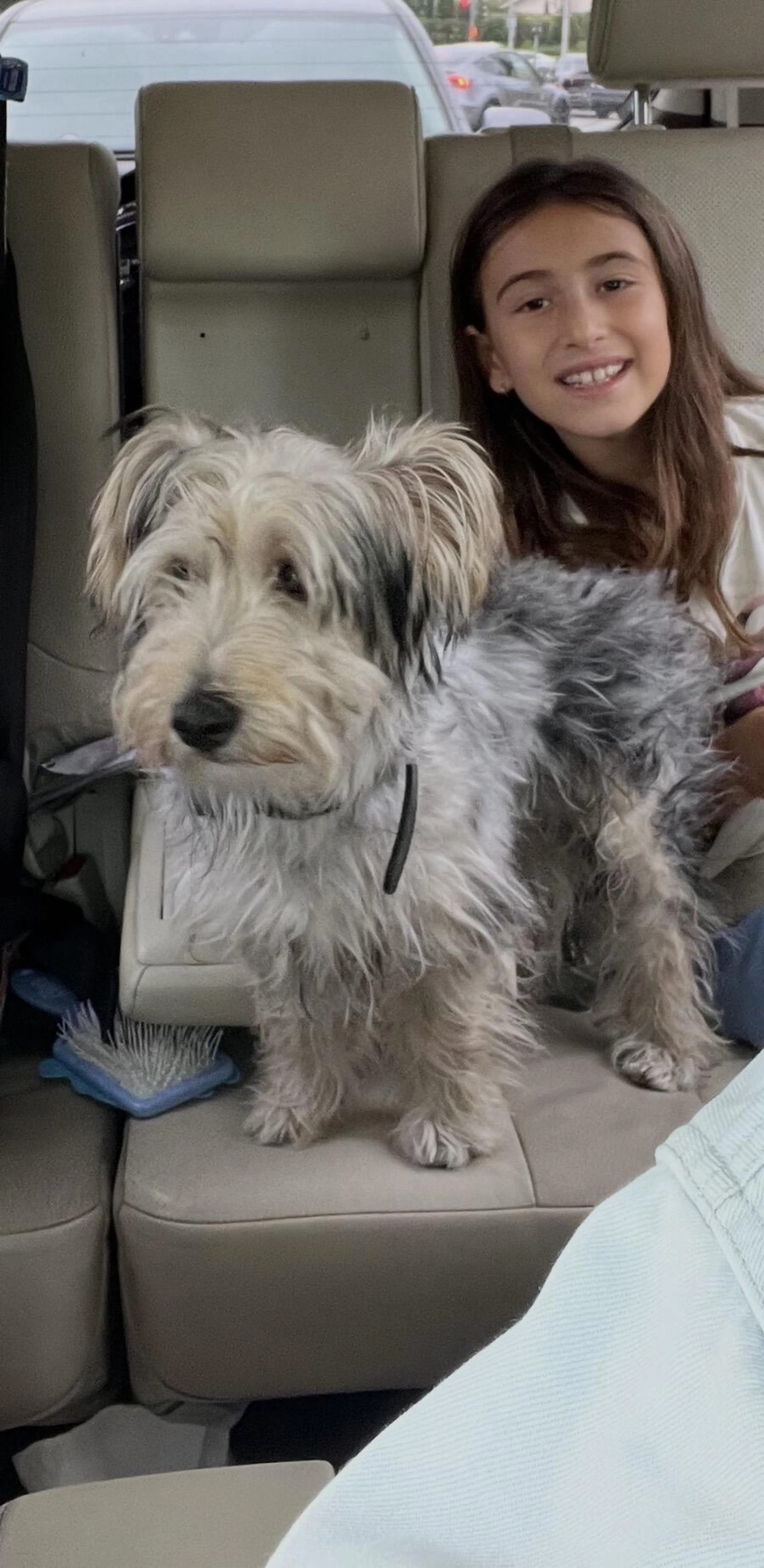Found pet