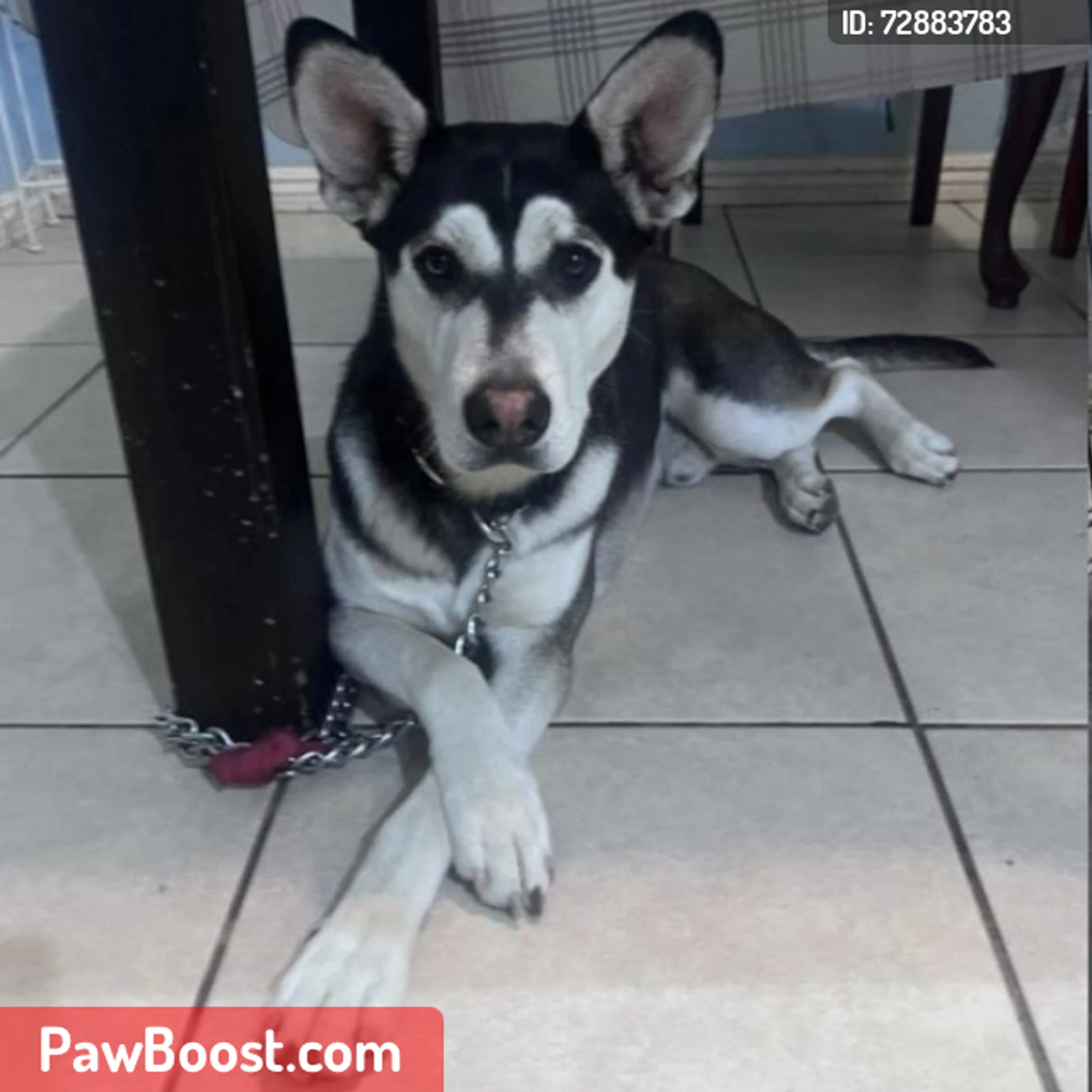 Lost pet