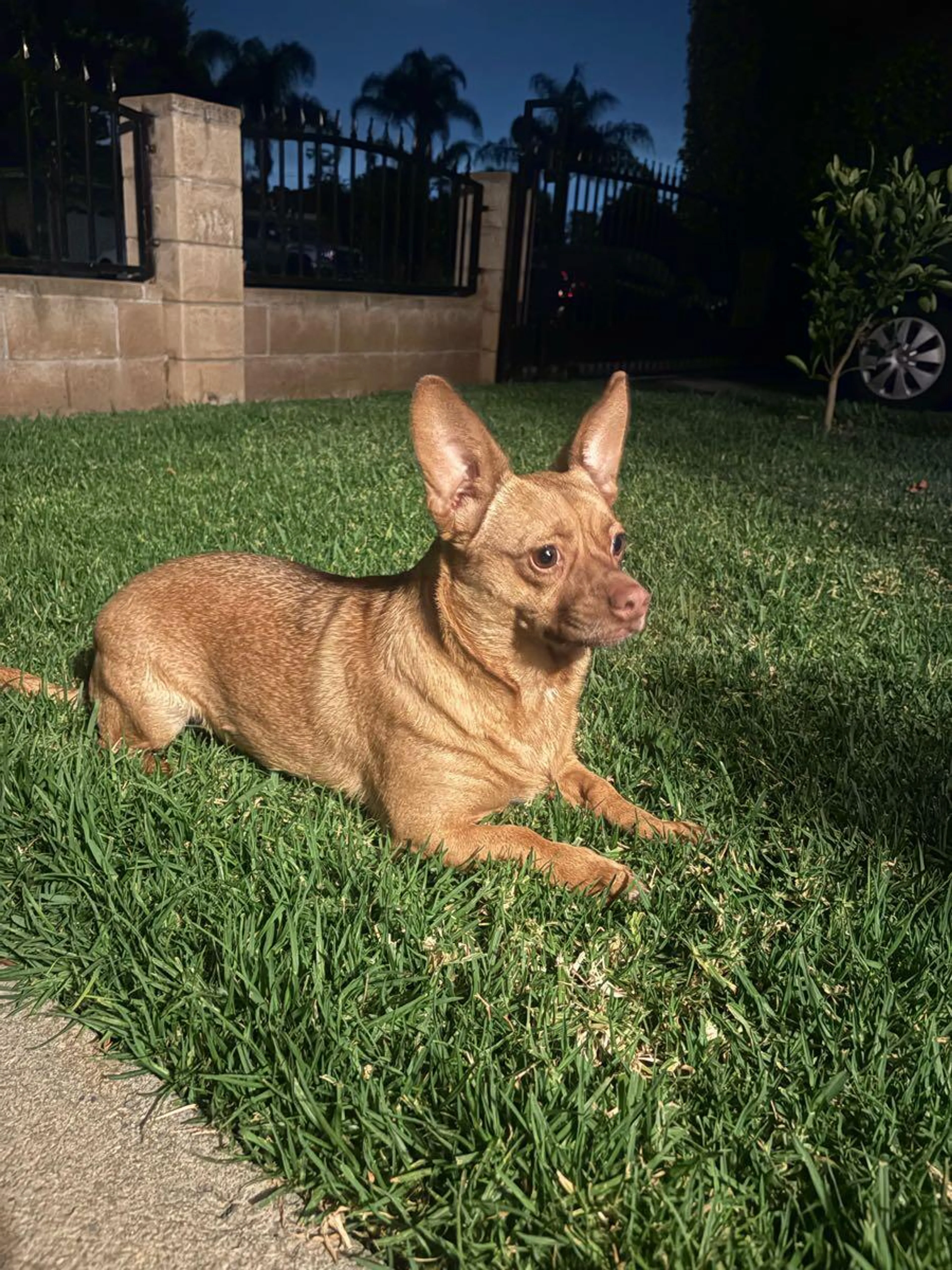 Found pet