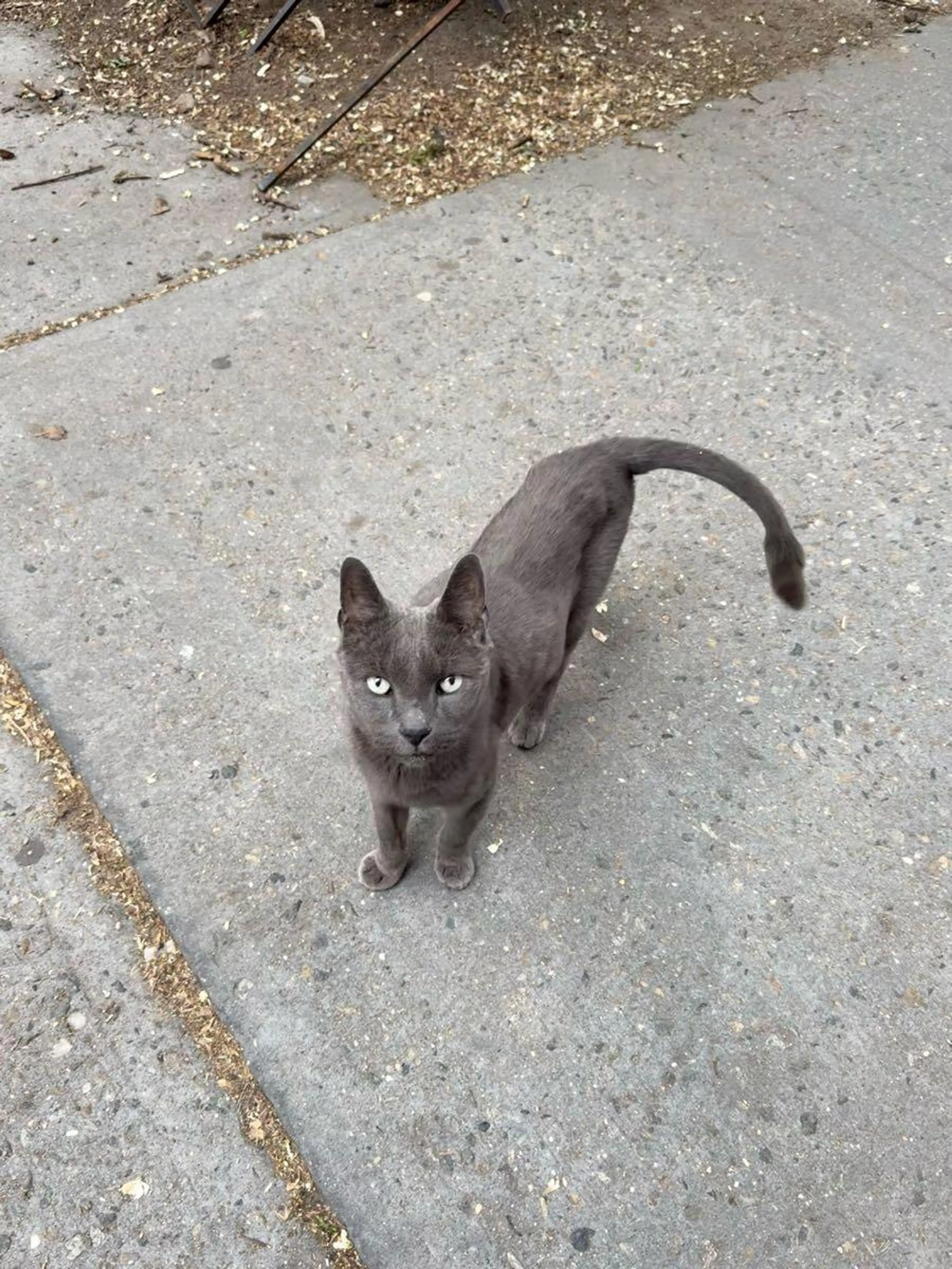 Found pet